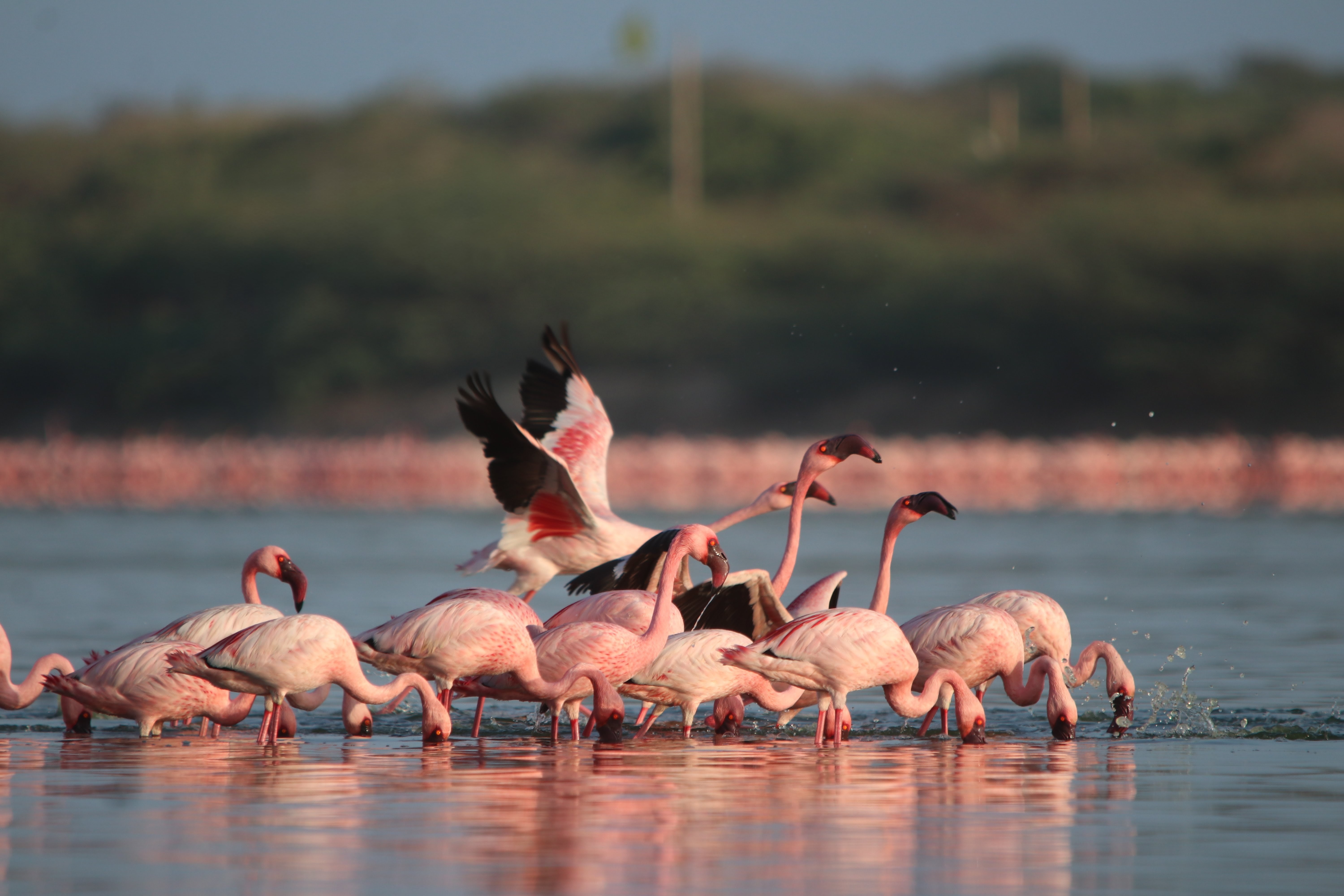 Blush of the Wetlands