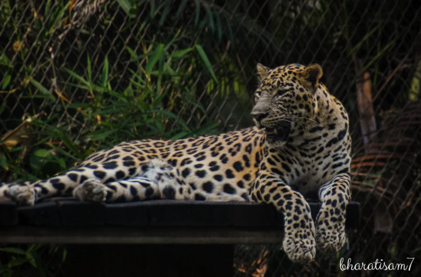 Leopard chilling