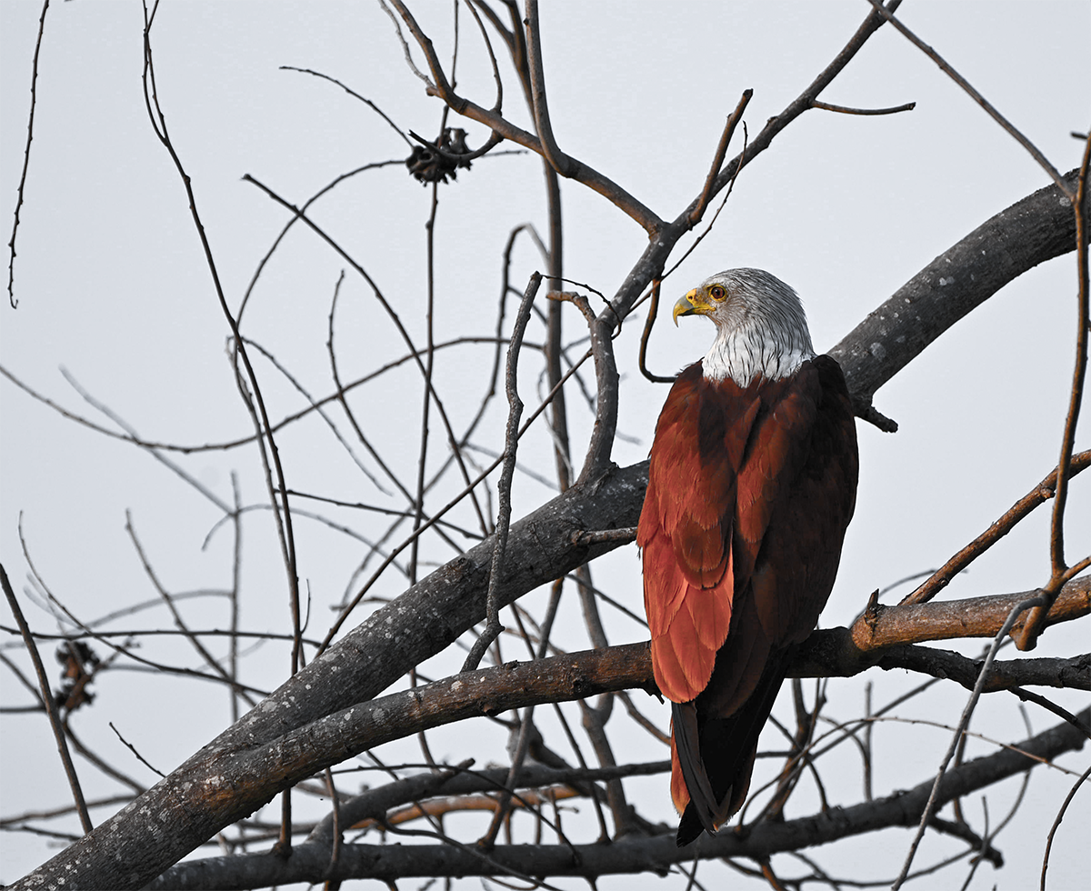 Brahminy kite dodde gubbi kere.