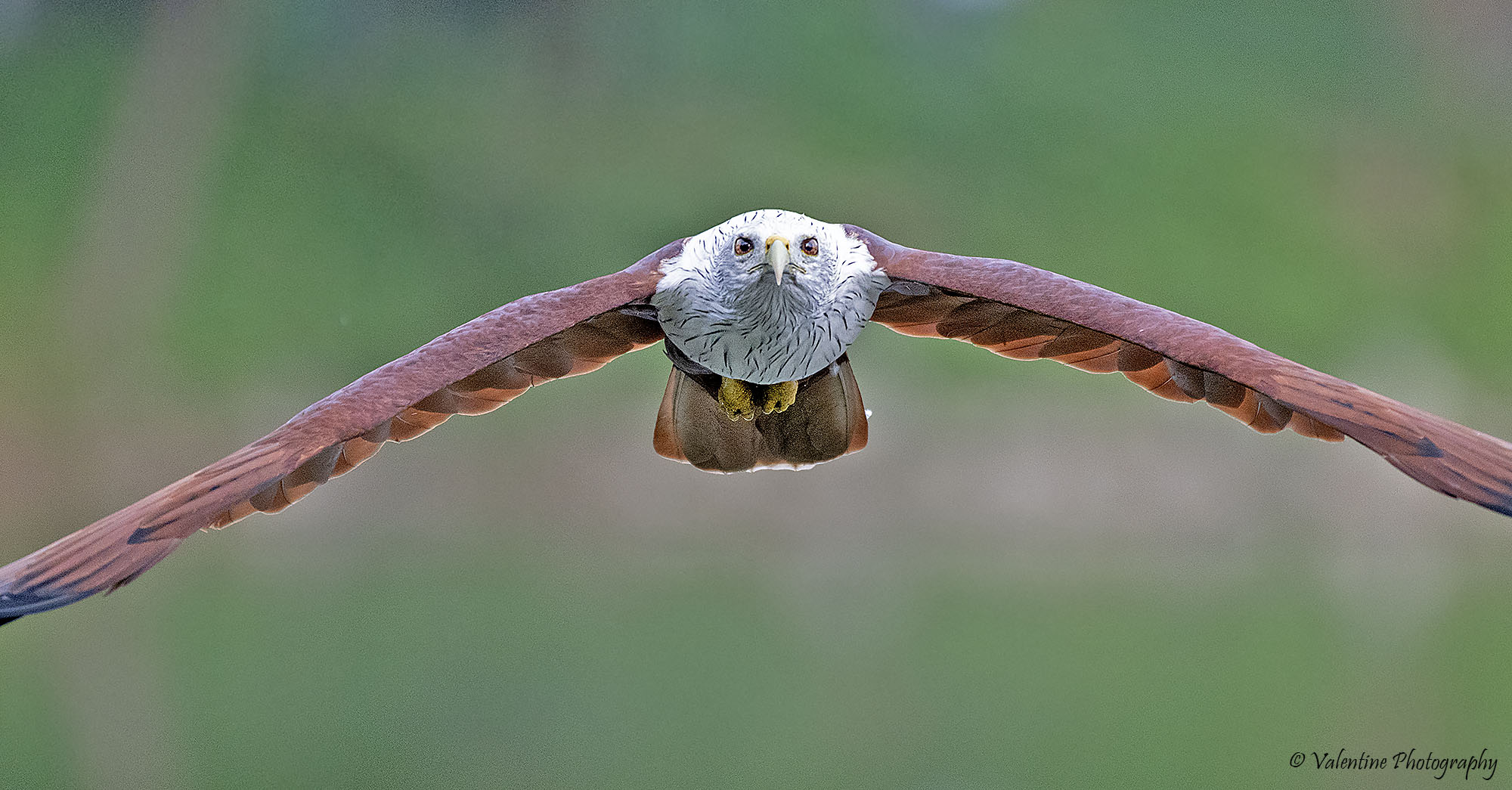 Brahminy kite
