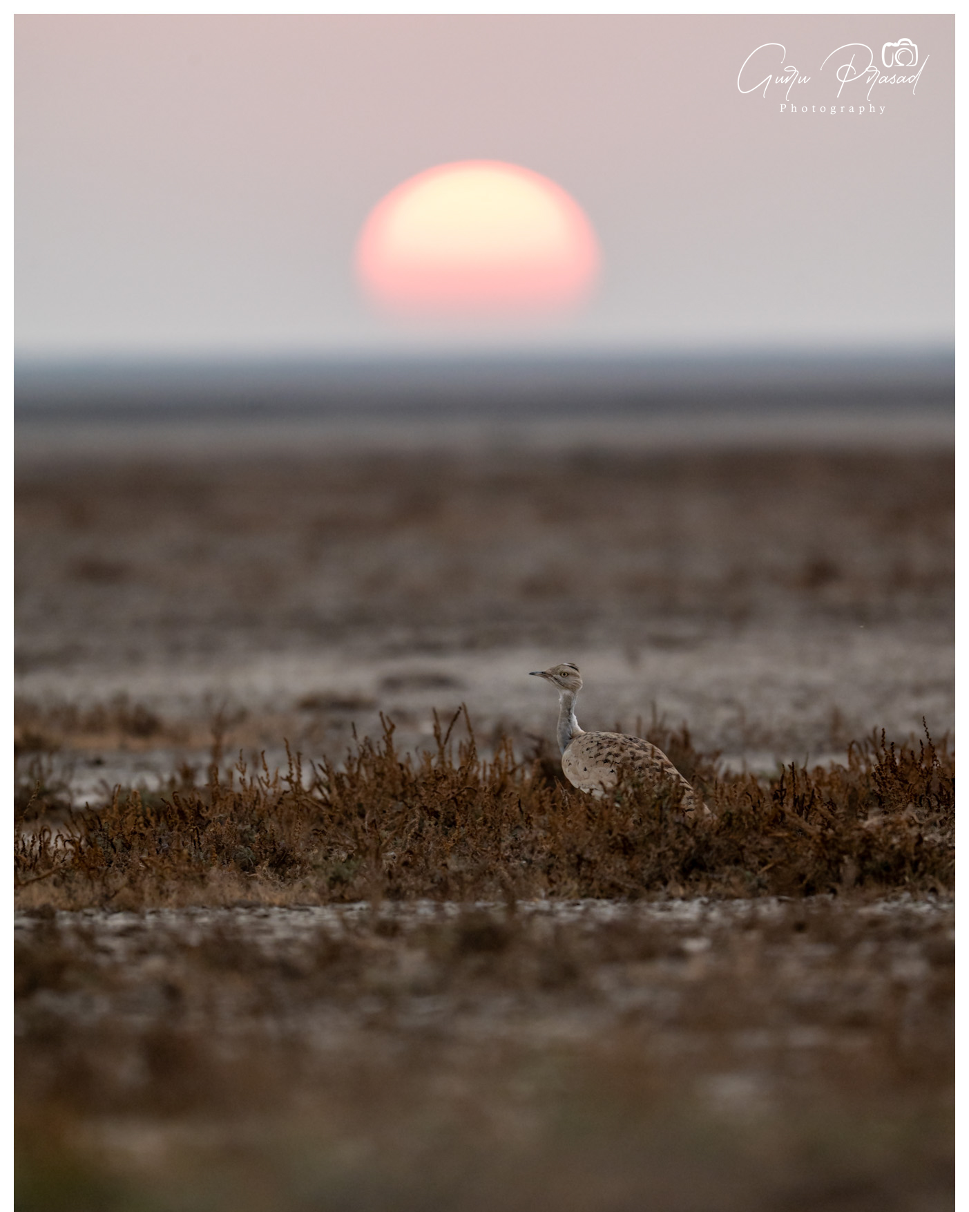 Mc queen bustard with sunset