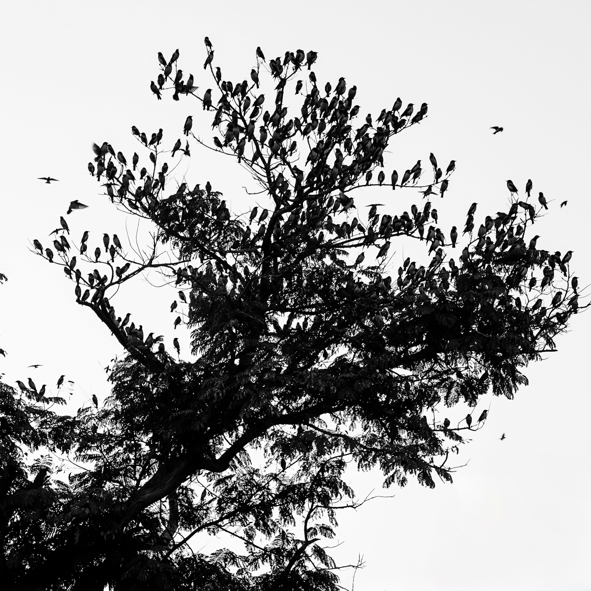 Monochrome murmuration