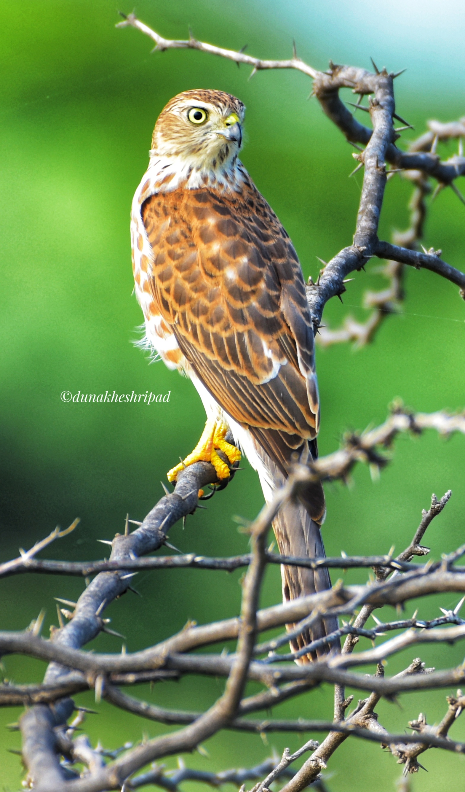 Great Hunter
