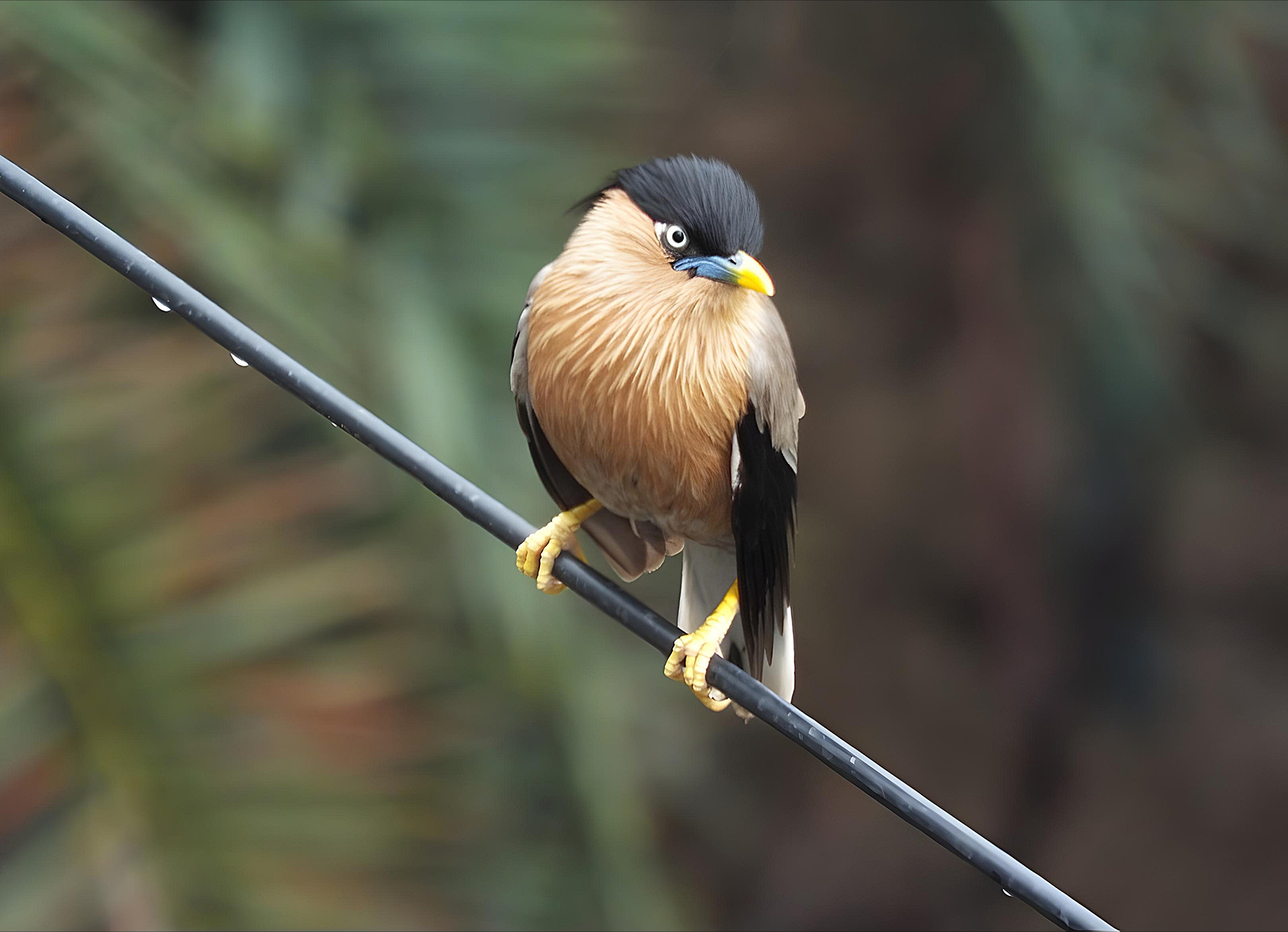 Brahminy starling on wire