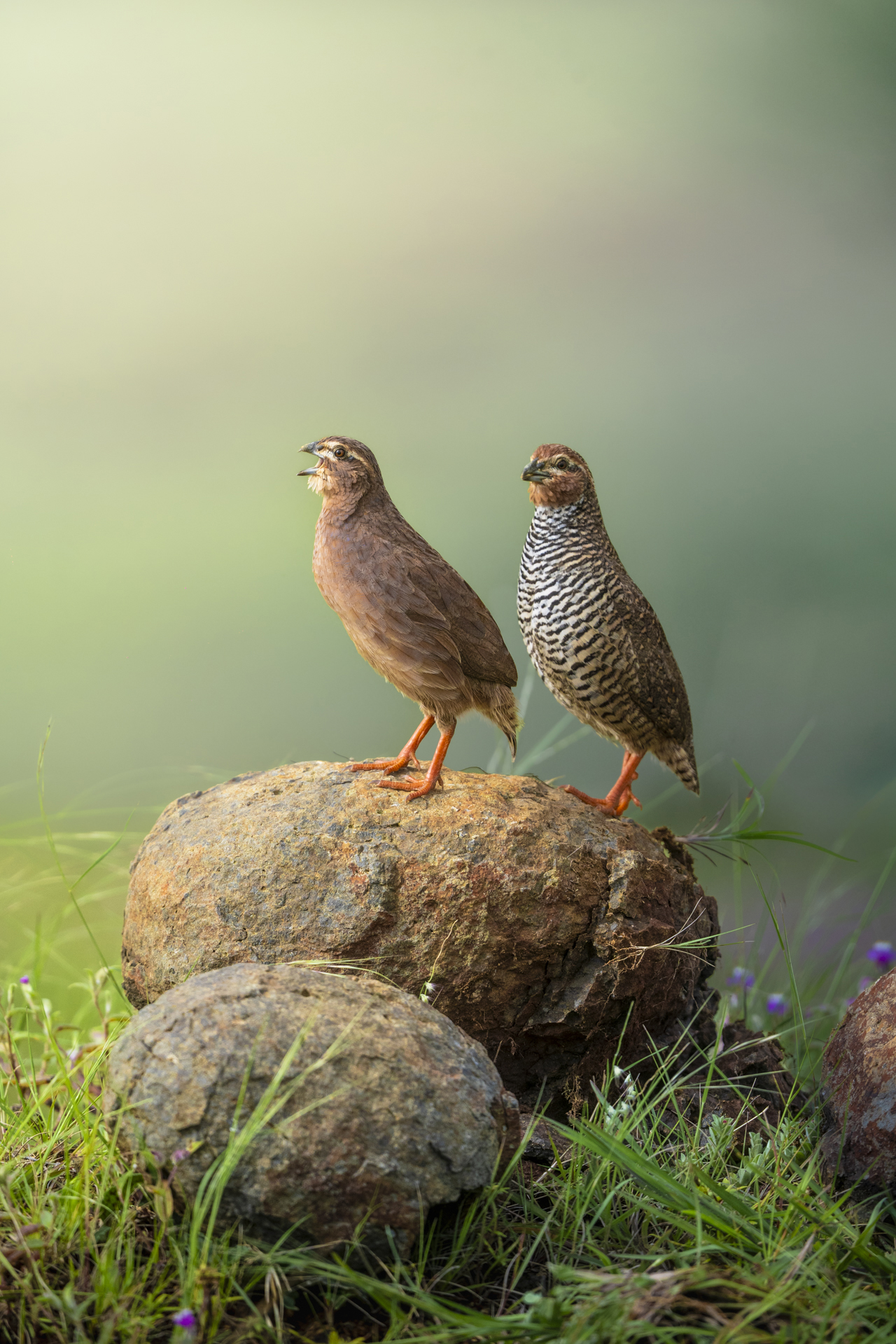 Whistlers of the grassland