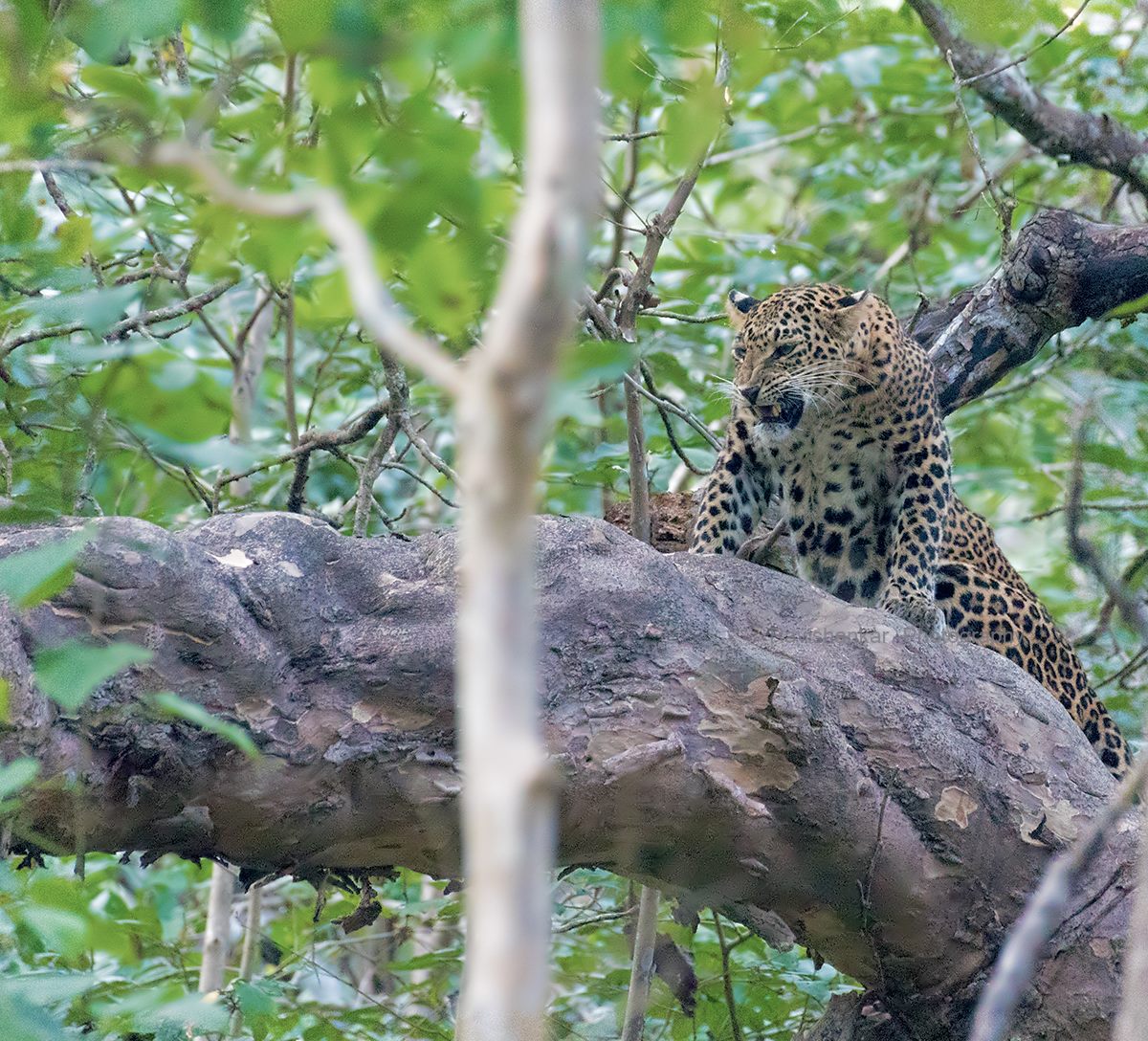 Leopard @ Bhadra