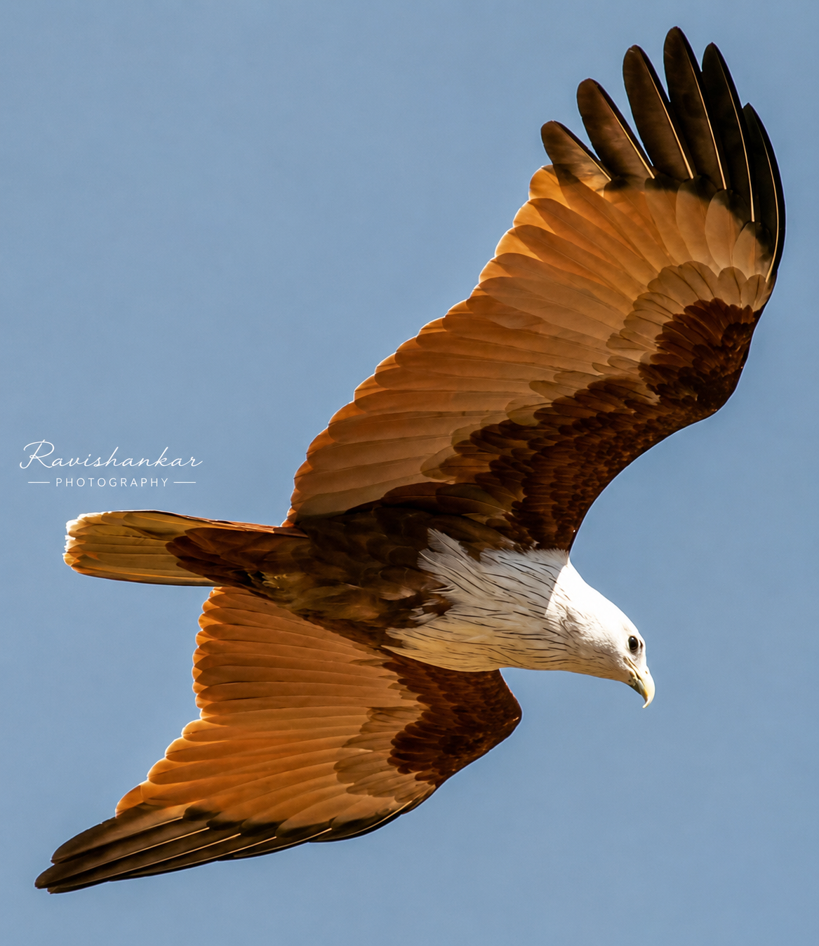 Brahminy Kite near Mysore