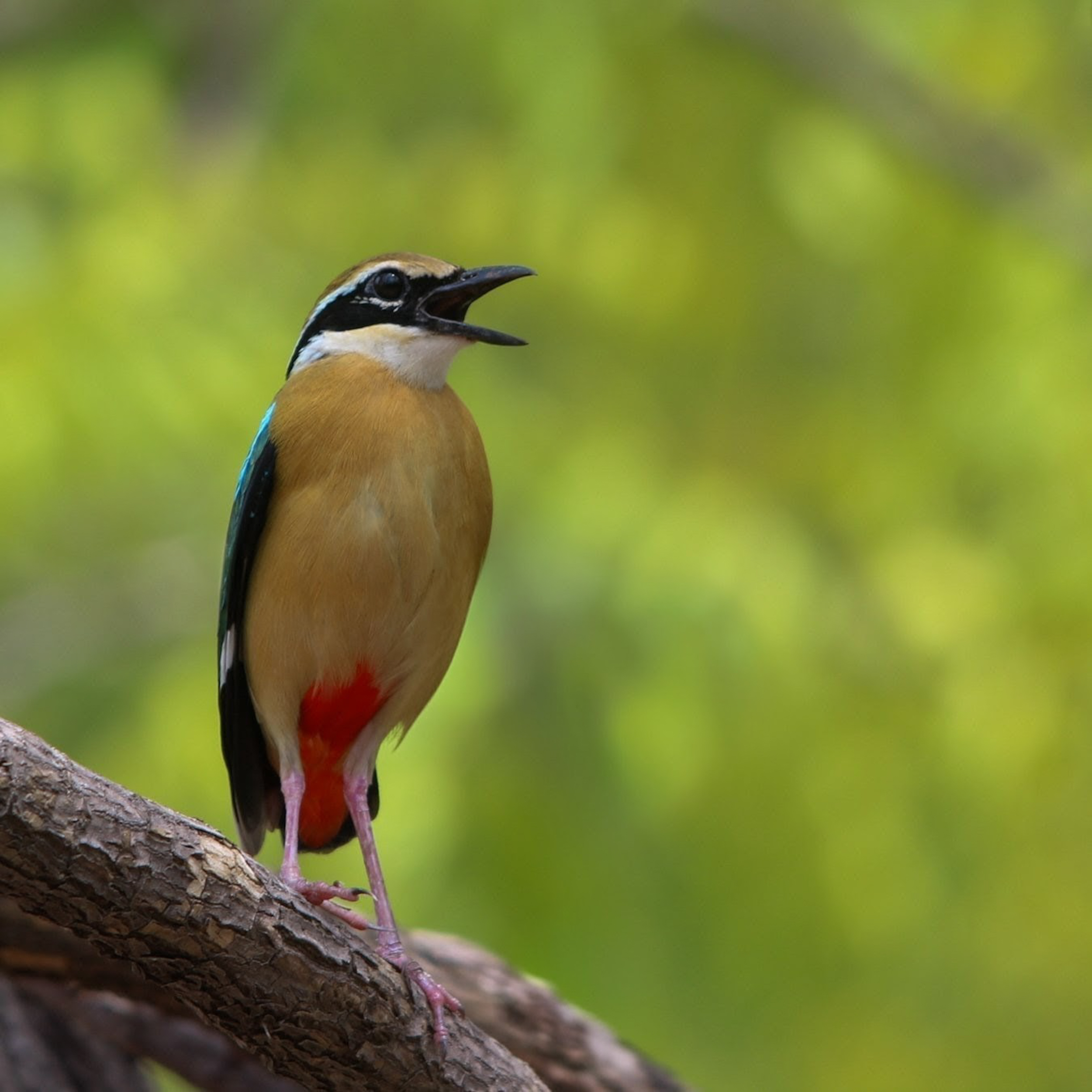 A Splash of Color in the Canopy