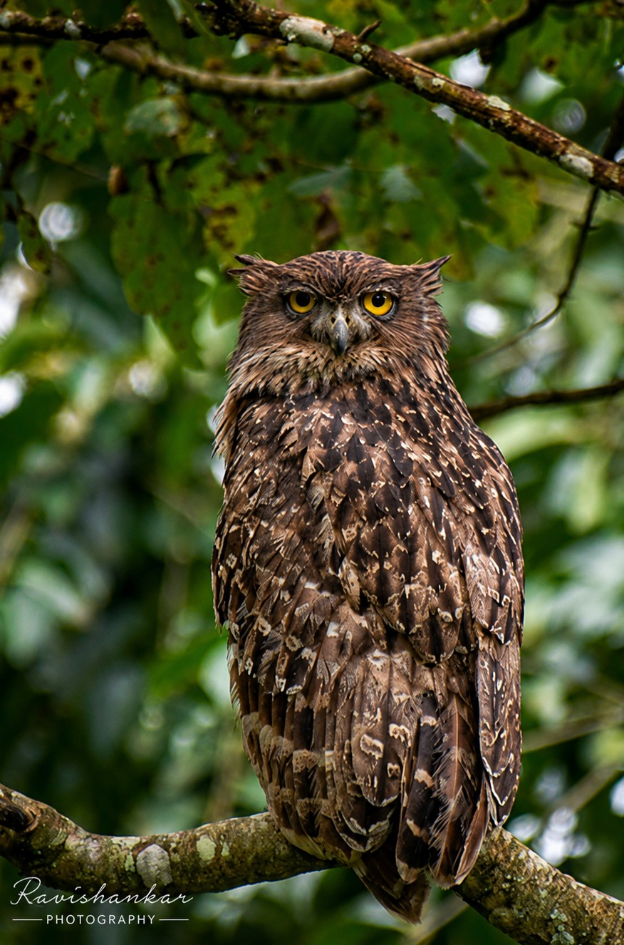 Nature Photography Challenge Tips: 5 Things That Separate Winning Wildlife Shots
