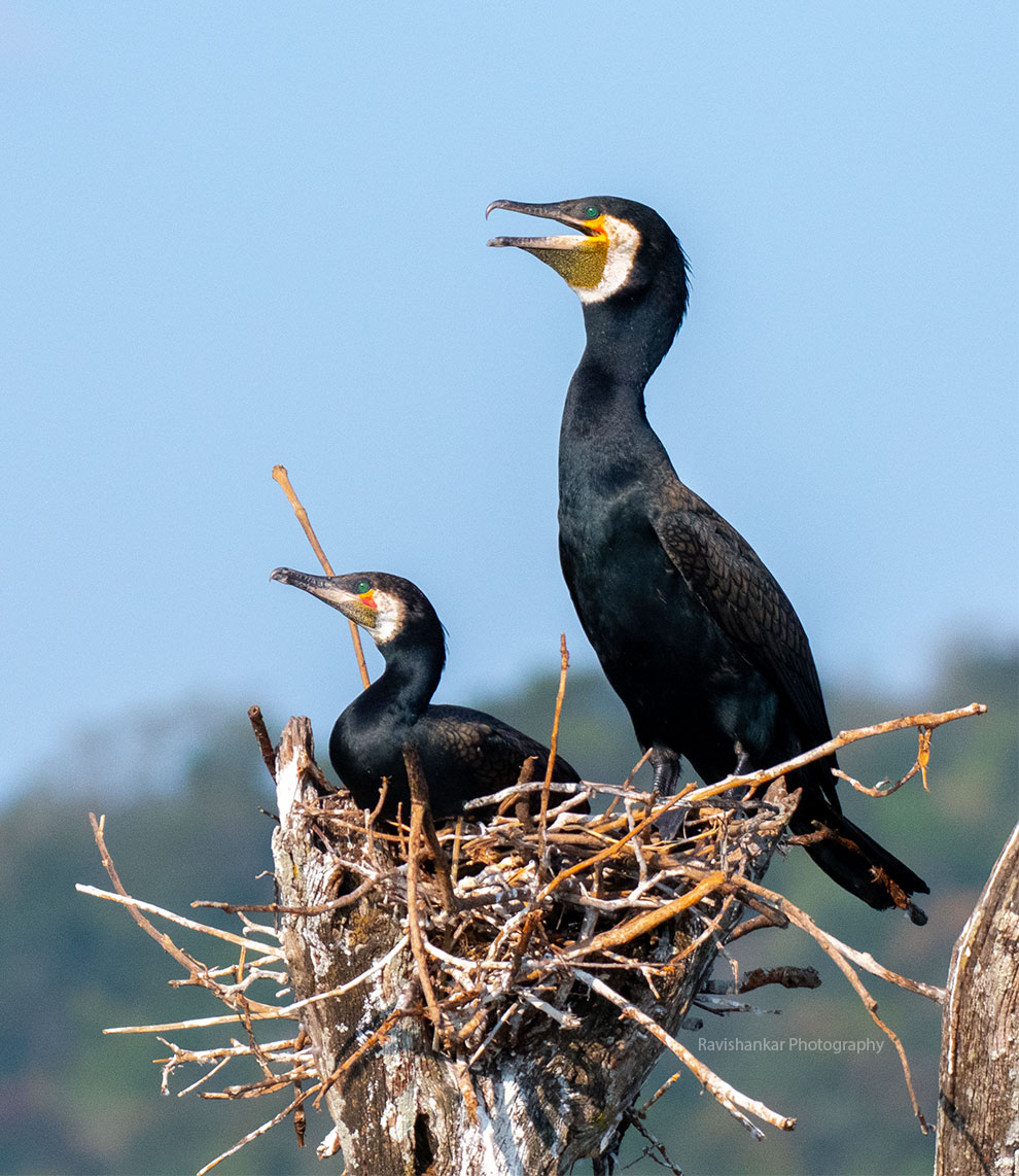 Indian cormorant @kabini