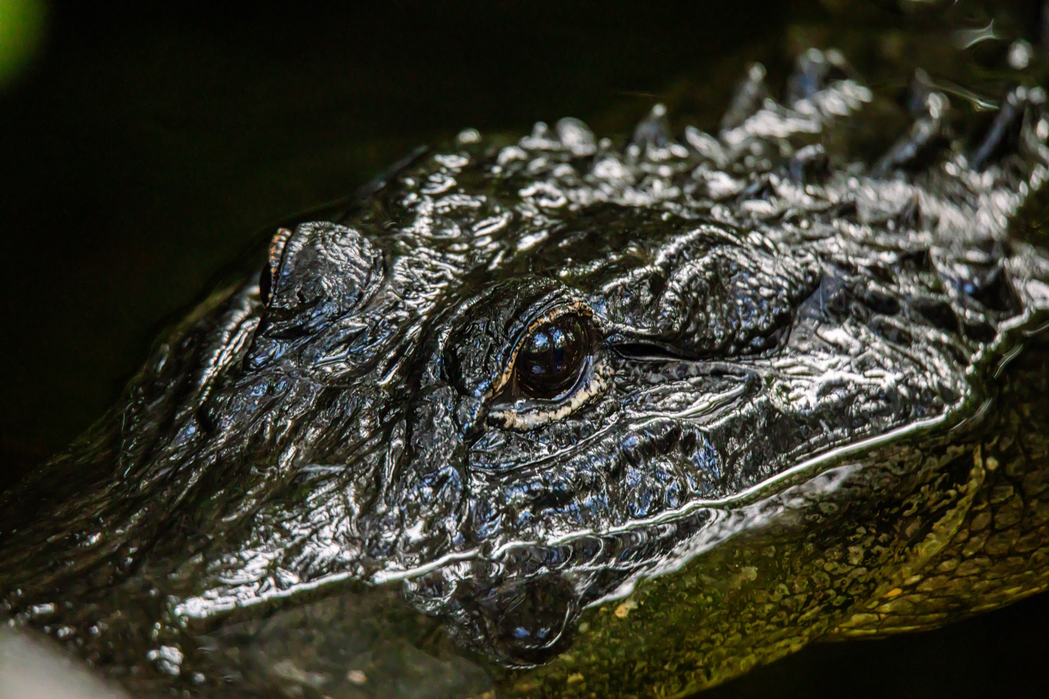 Eye of the Everglades