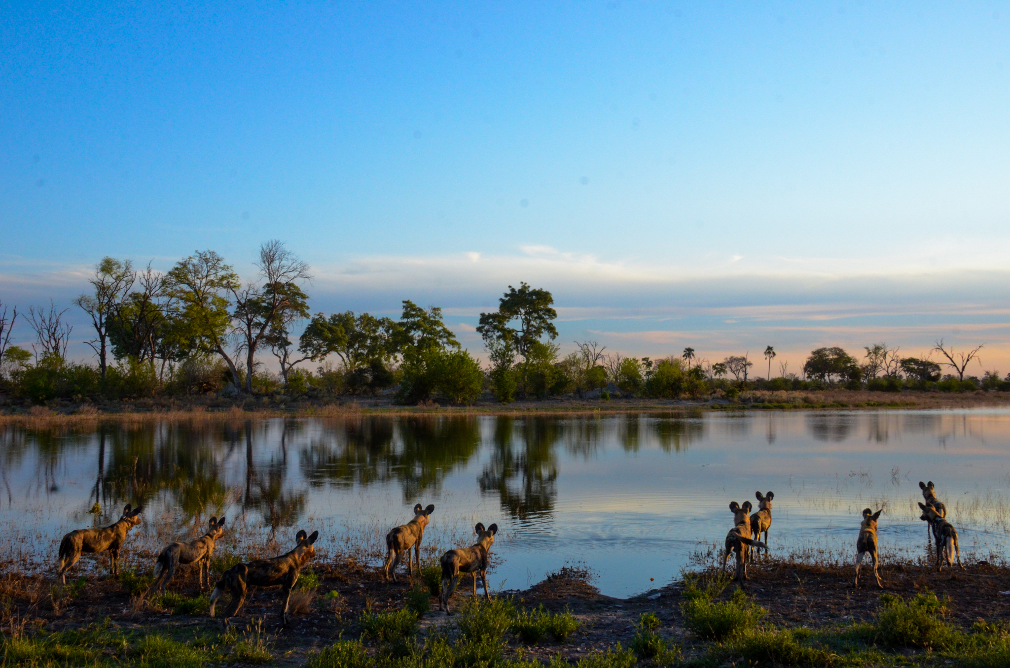 Wild Dogs at the lake