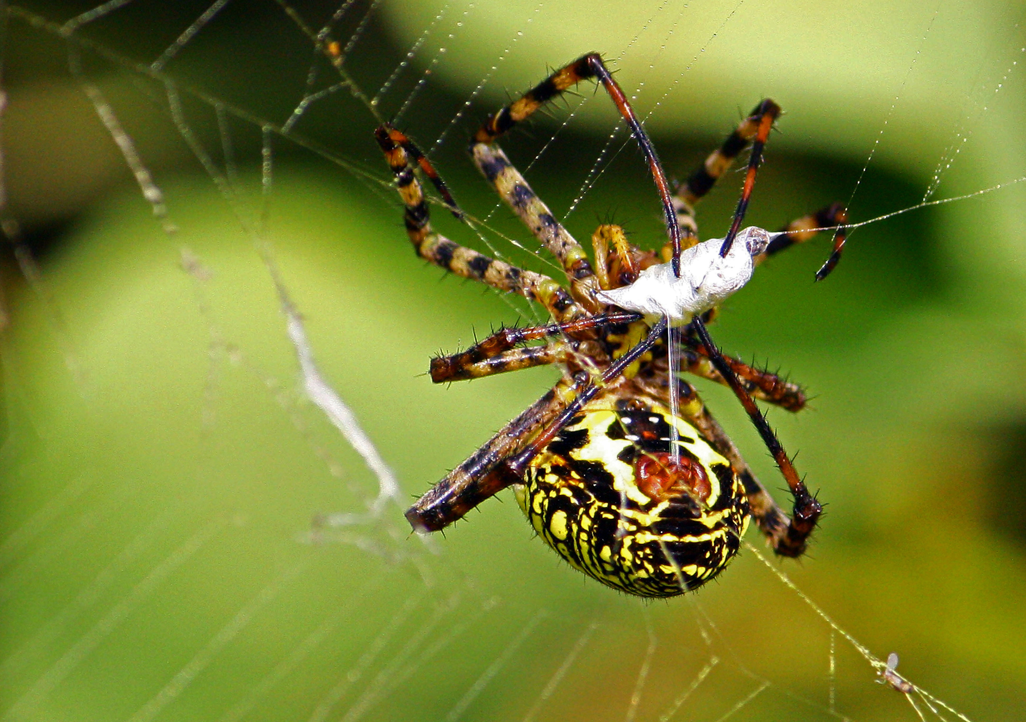 The Giant Spider Wrapping Prey