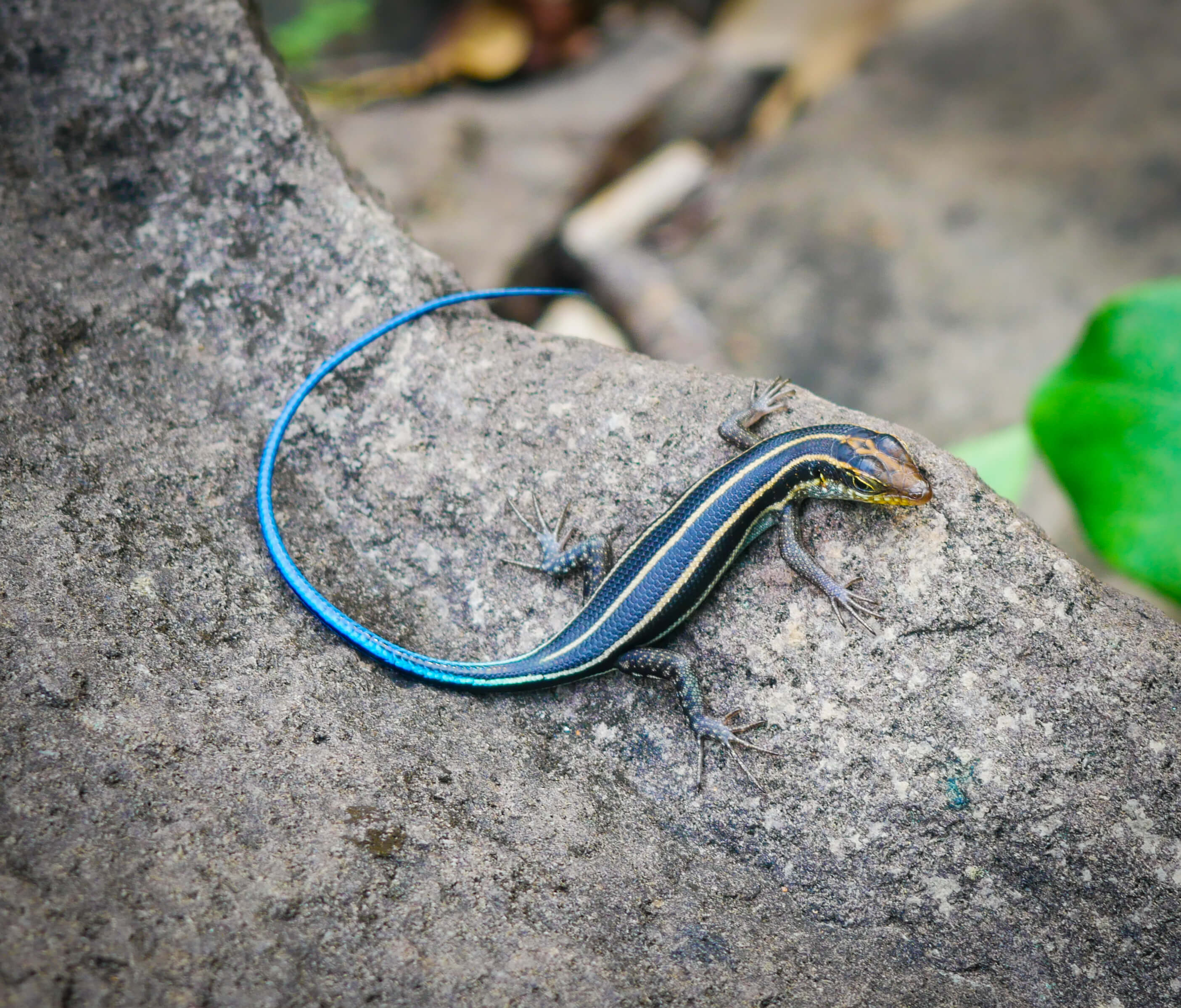 A Flash of Blue