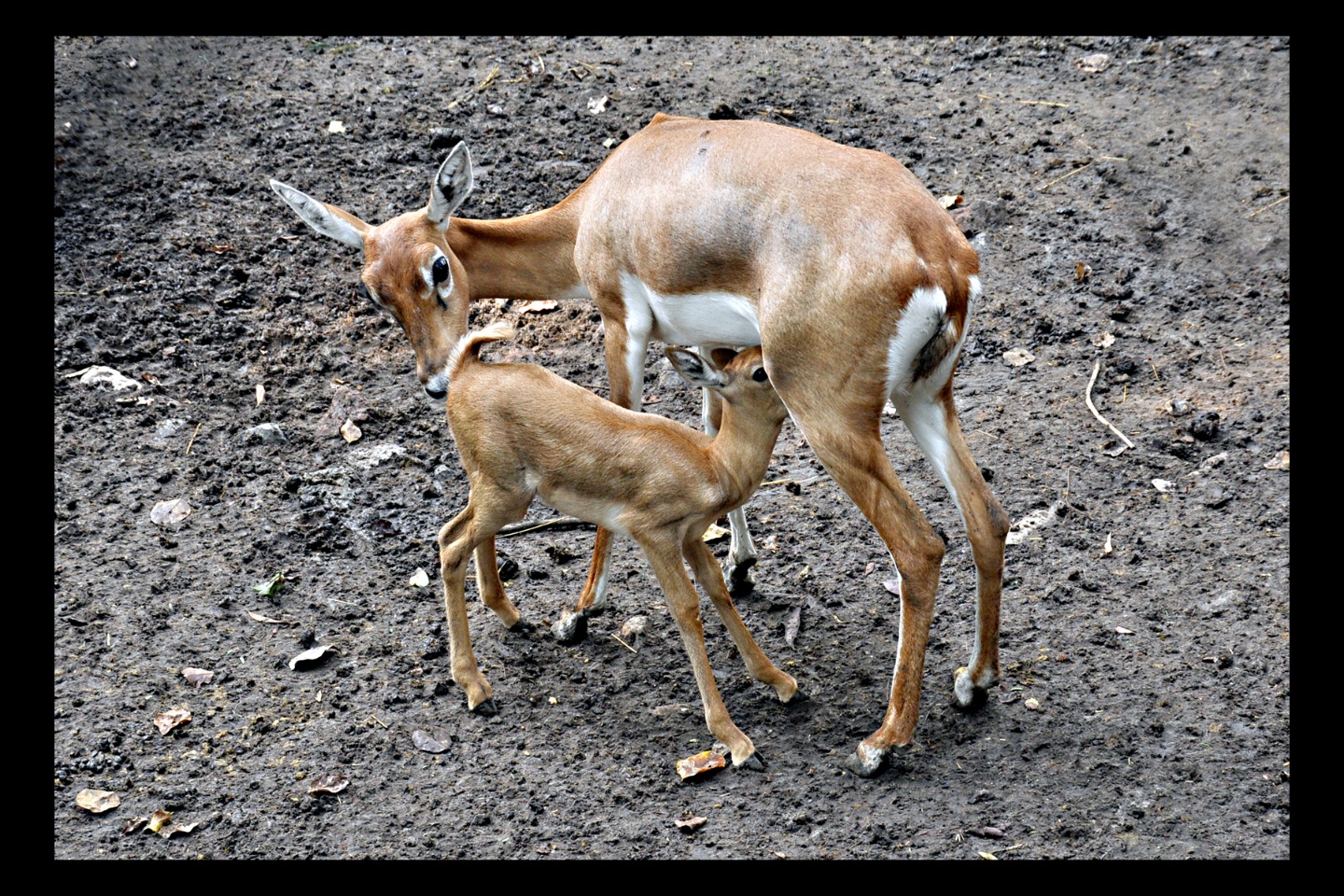 Motherhood