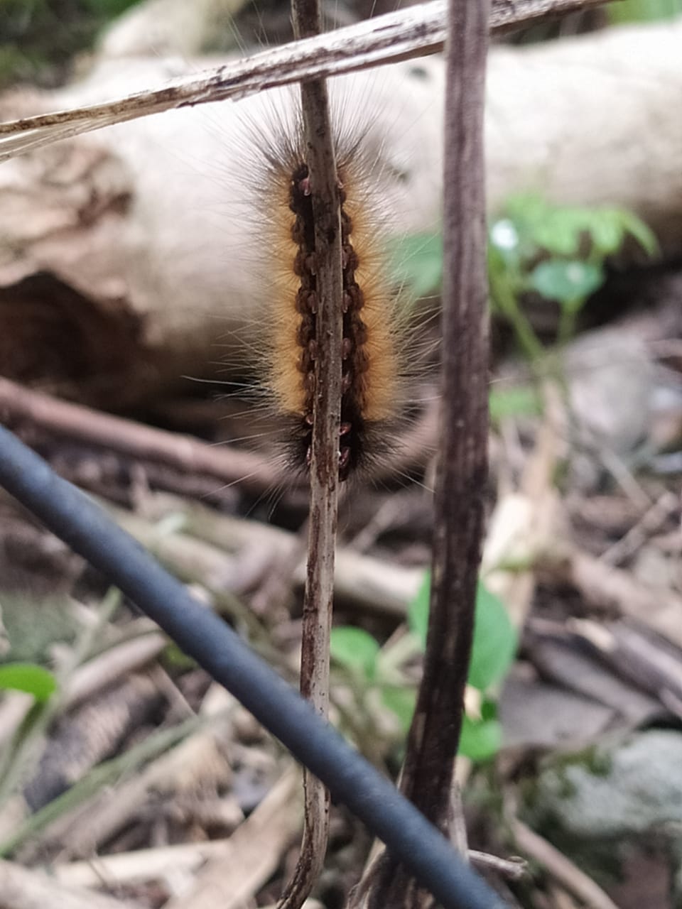 Fuzzy Climber
