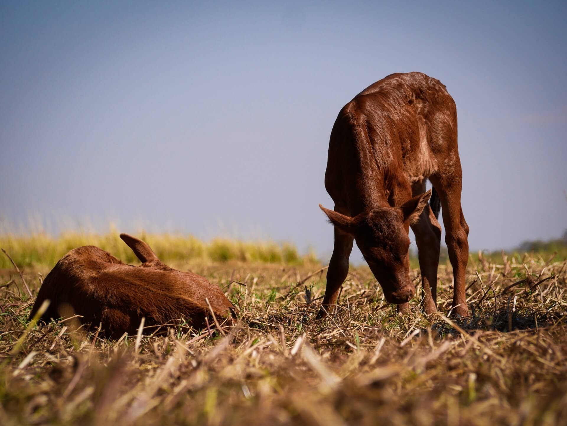 A Quiet life in the Grasslands