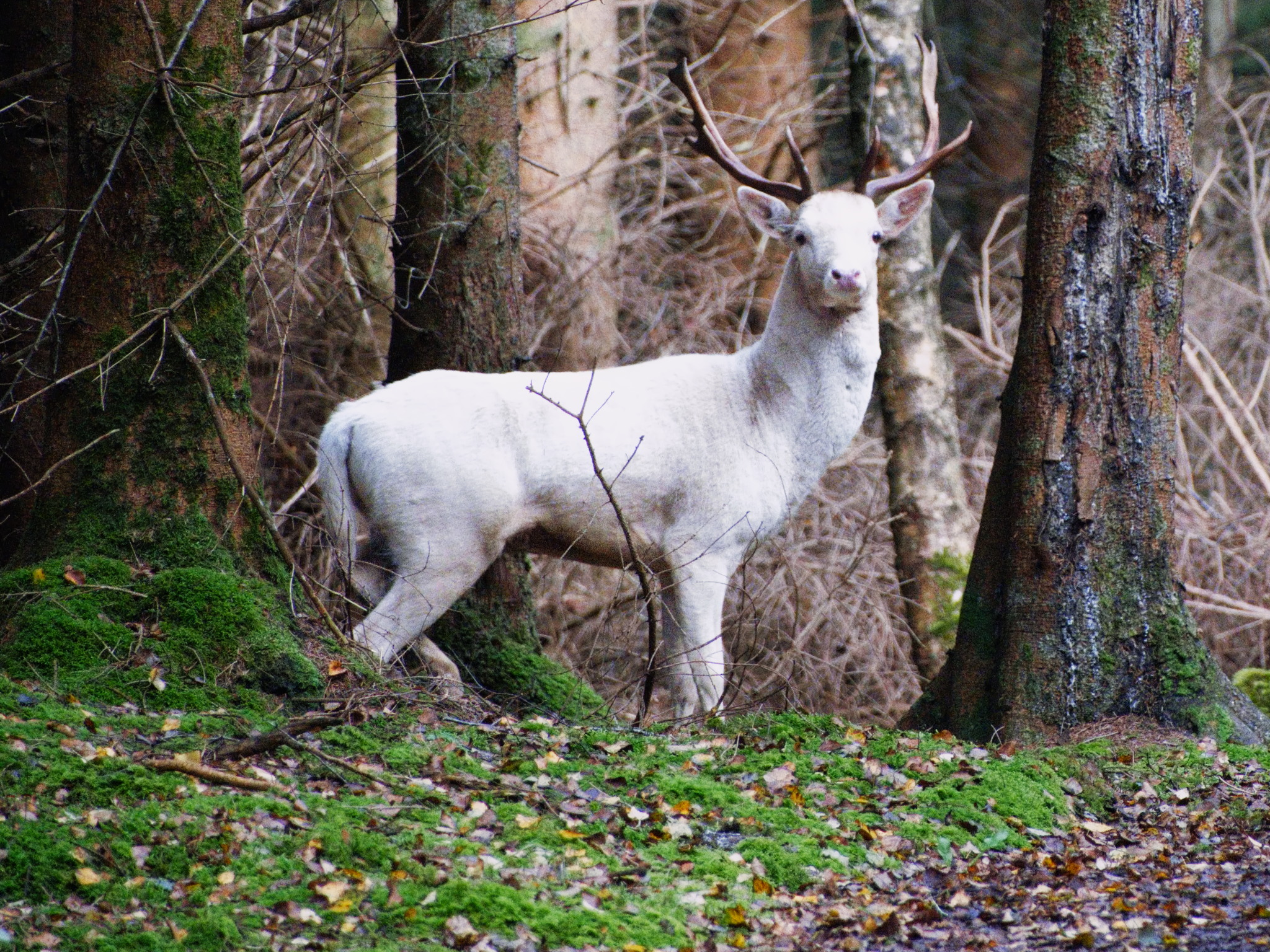 Magical Encounter in Irish Forest