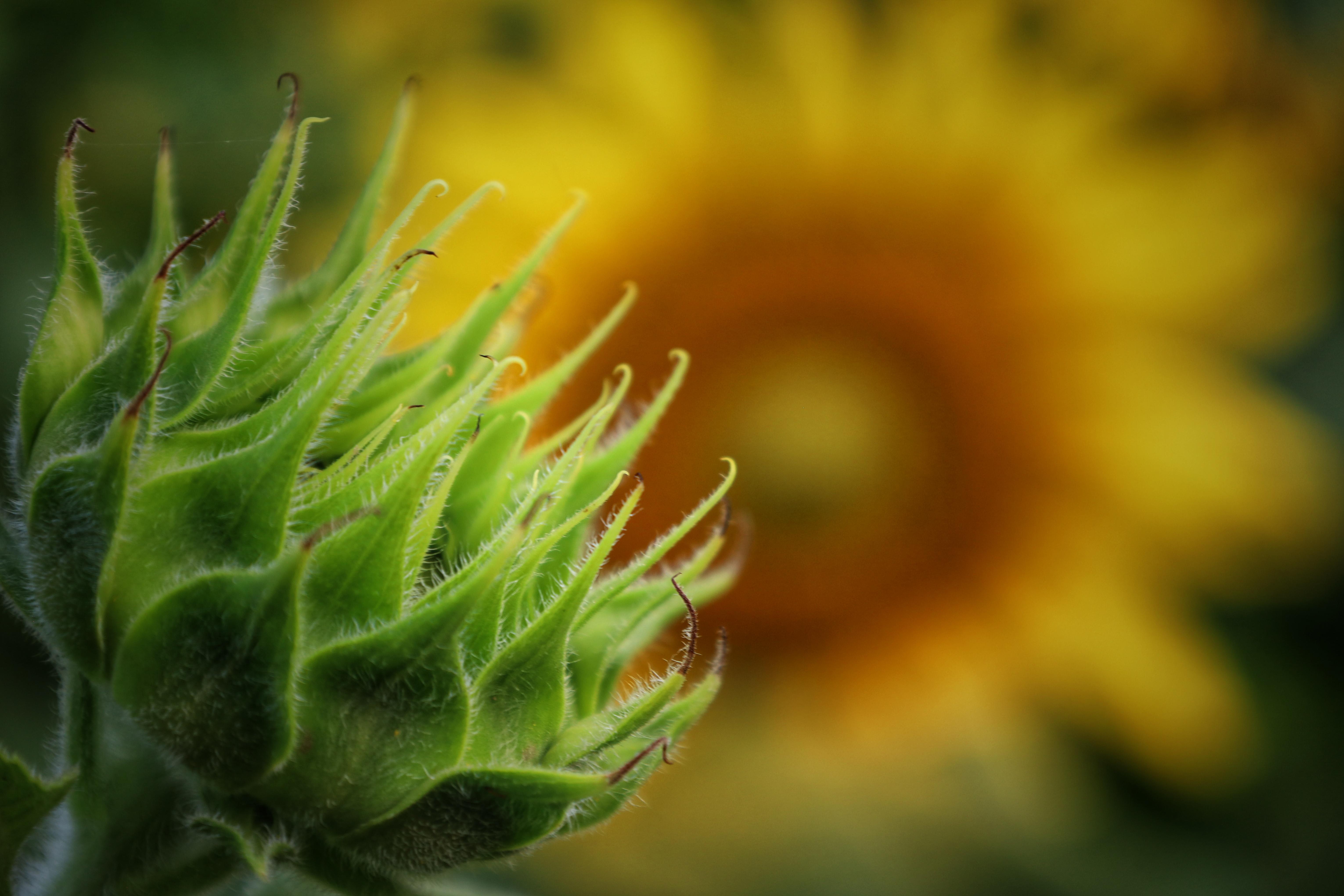 Before Bloom