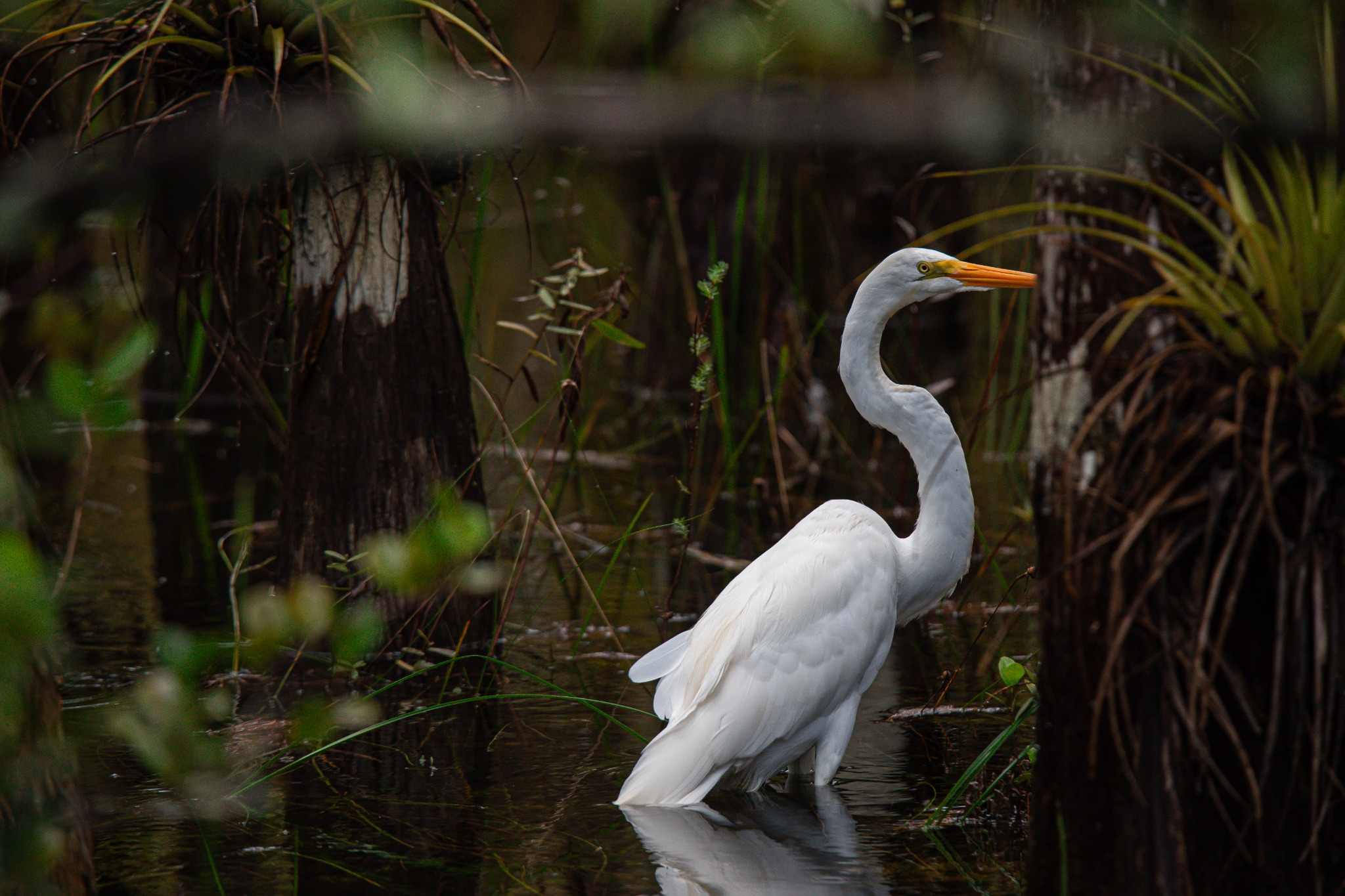 Everglades Sentinel