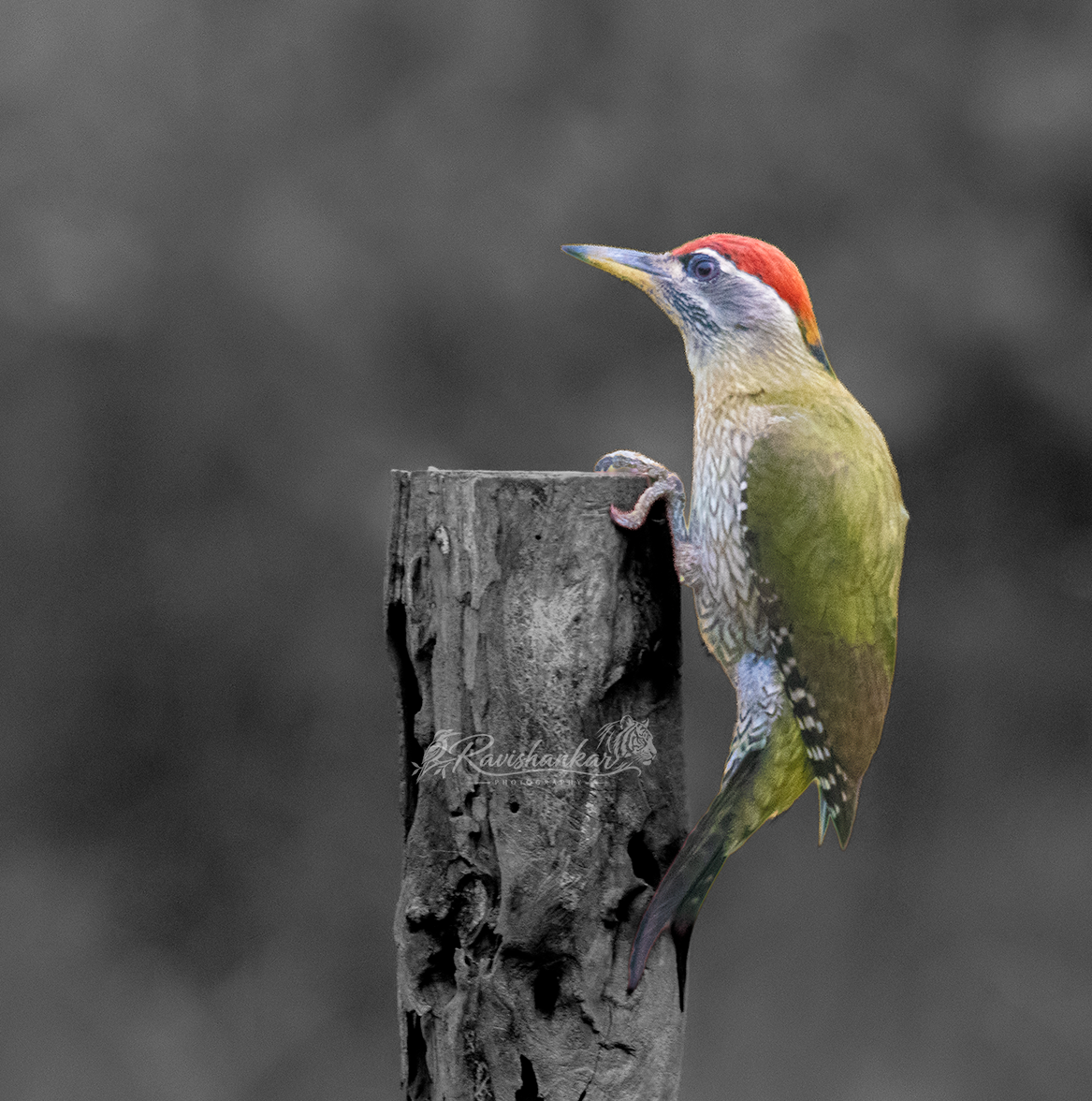 Finding food - Woodpecker