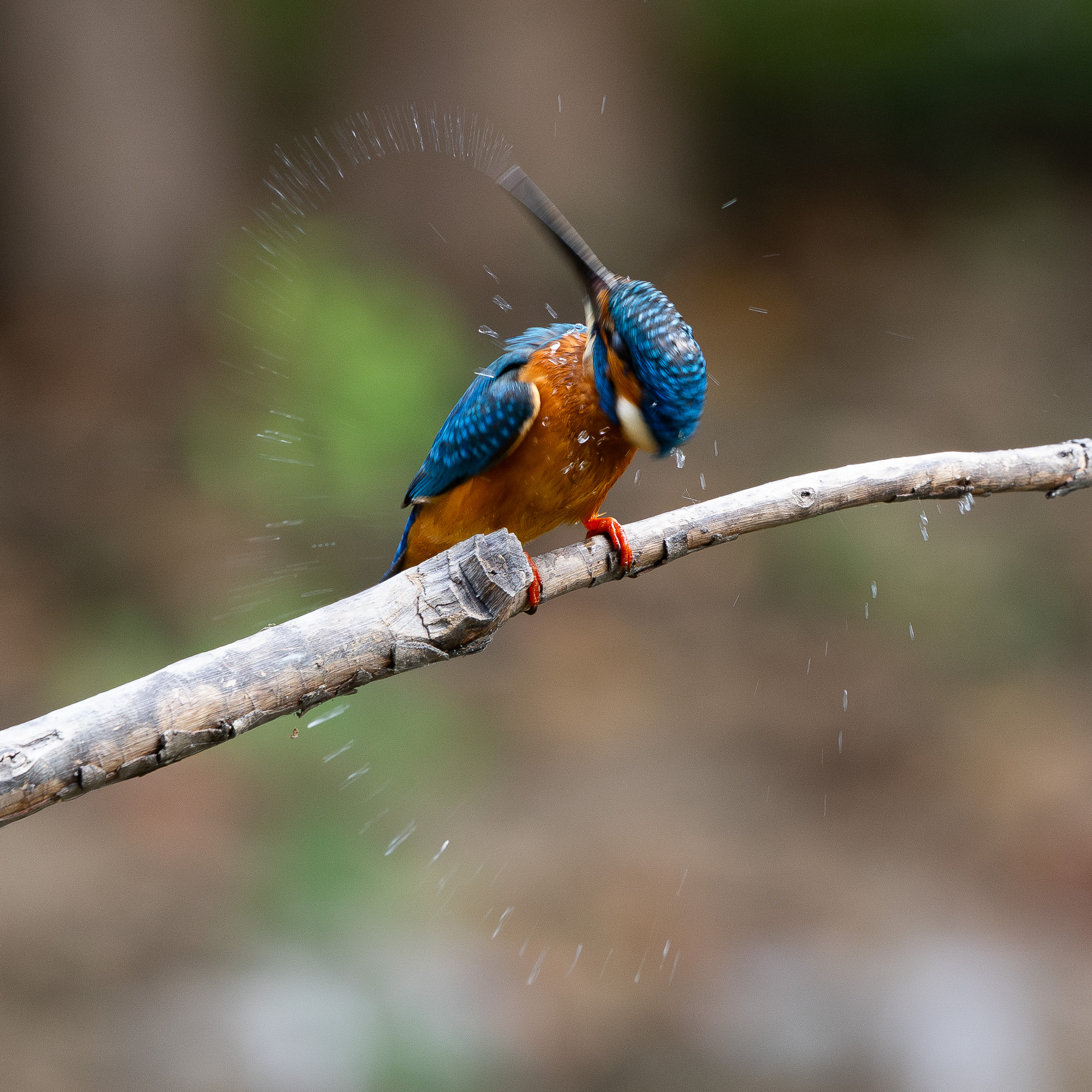 Common Kingfisher shaking its head in motion after a water bath