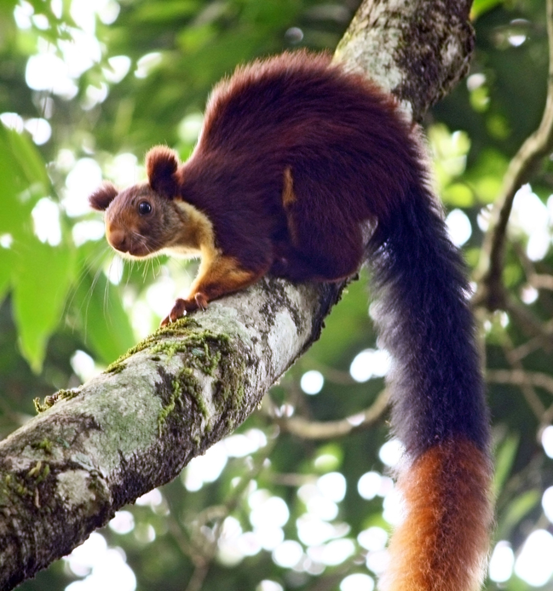 The Beautiful Giant Squirrel