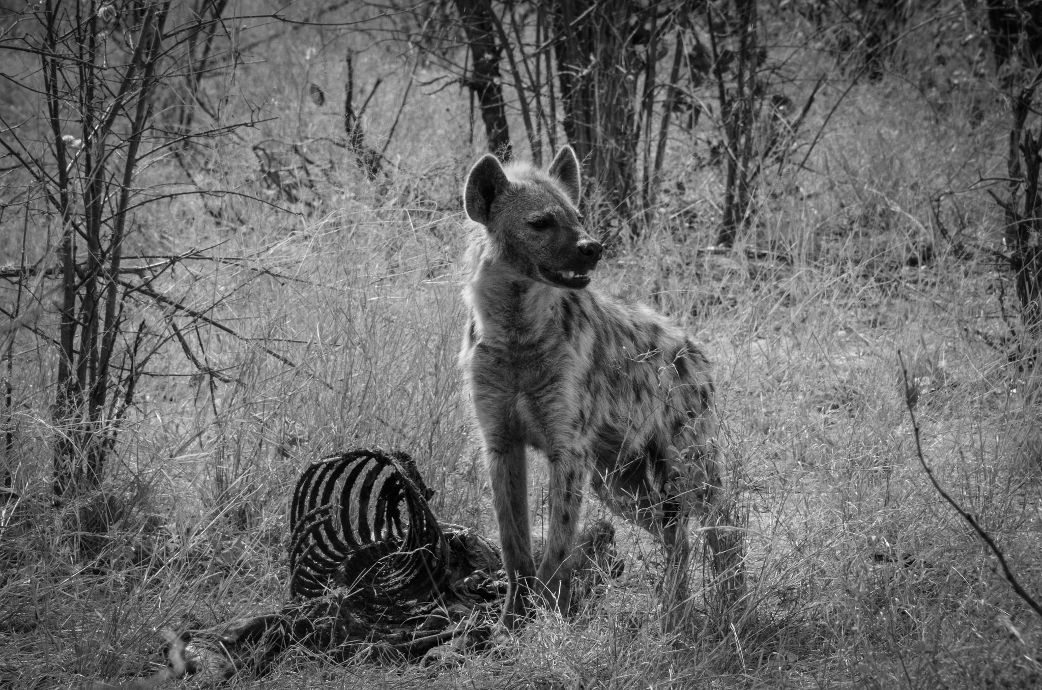 Hyena Cannibalism