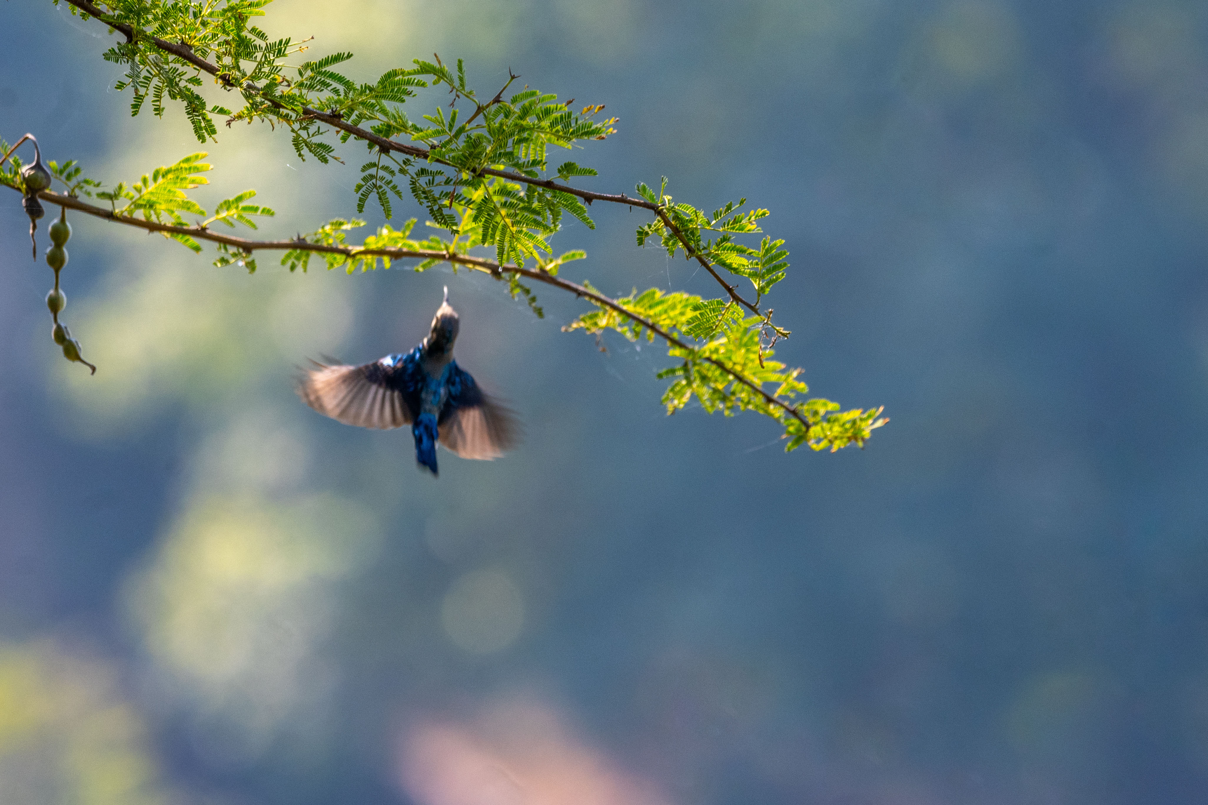 The Arial Hover Dance
