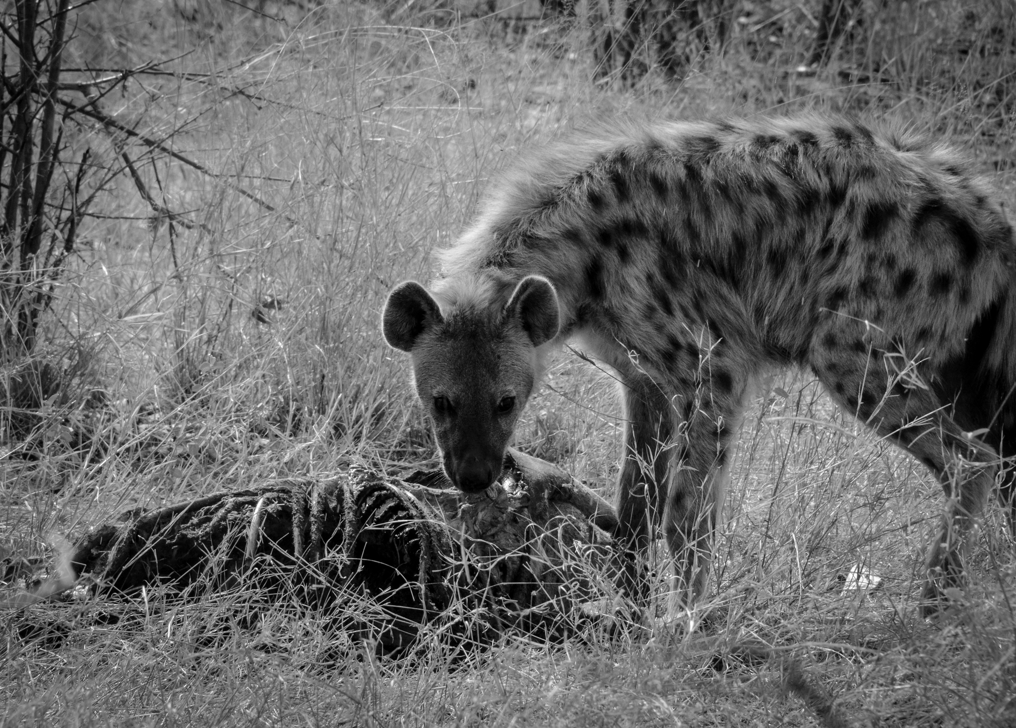Hyena eats its clan member