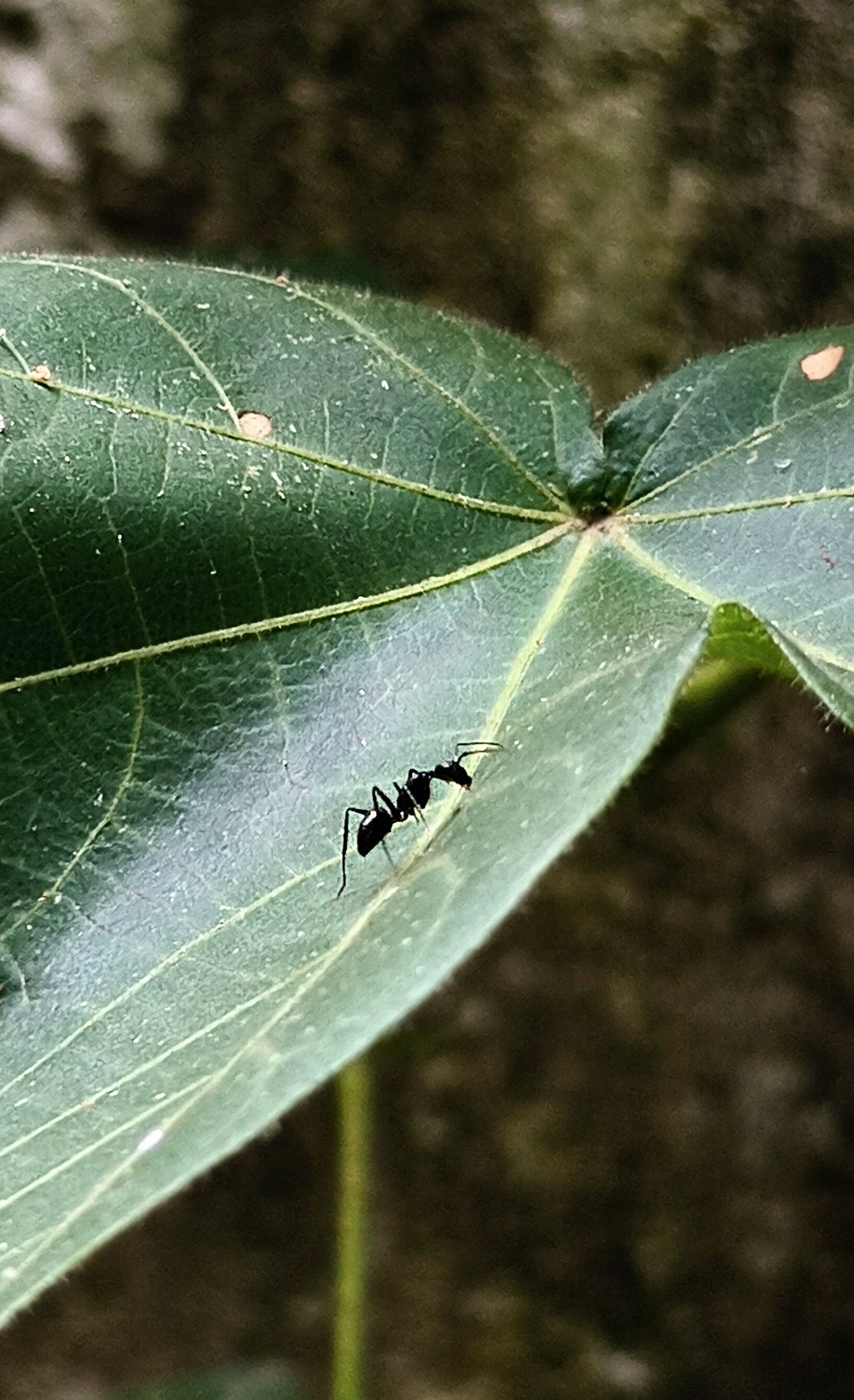 Miniature