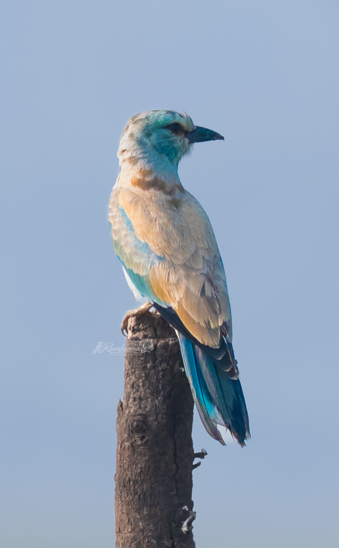 European Roller Hoskote - Ravishankar Photography