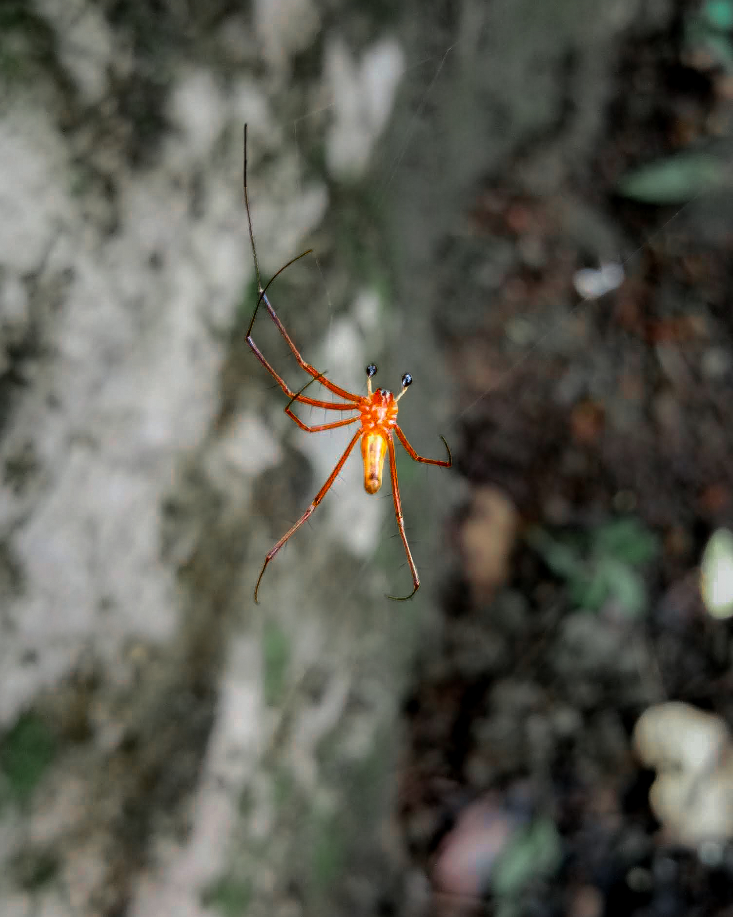 Spider without one leg