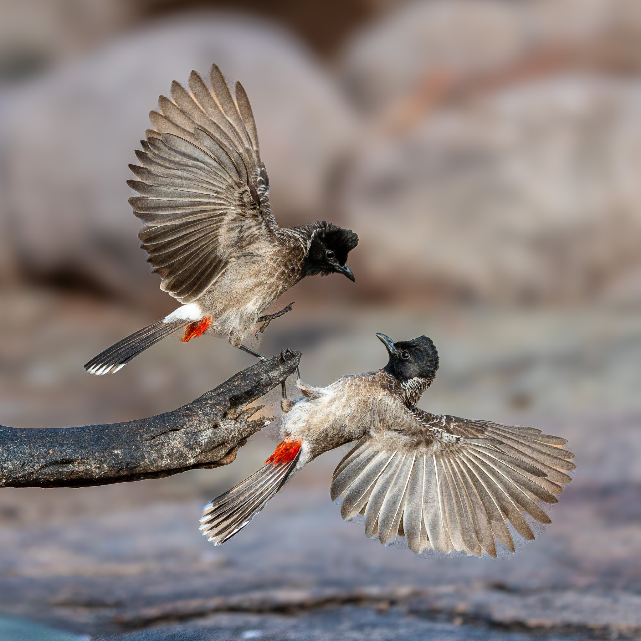 BulBul Fight
