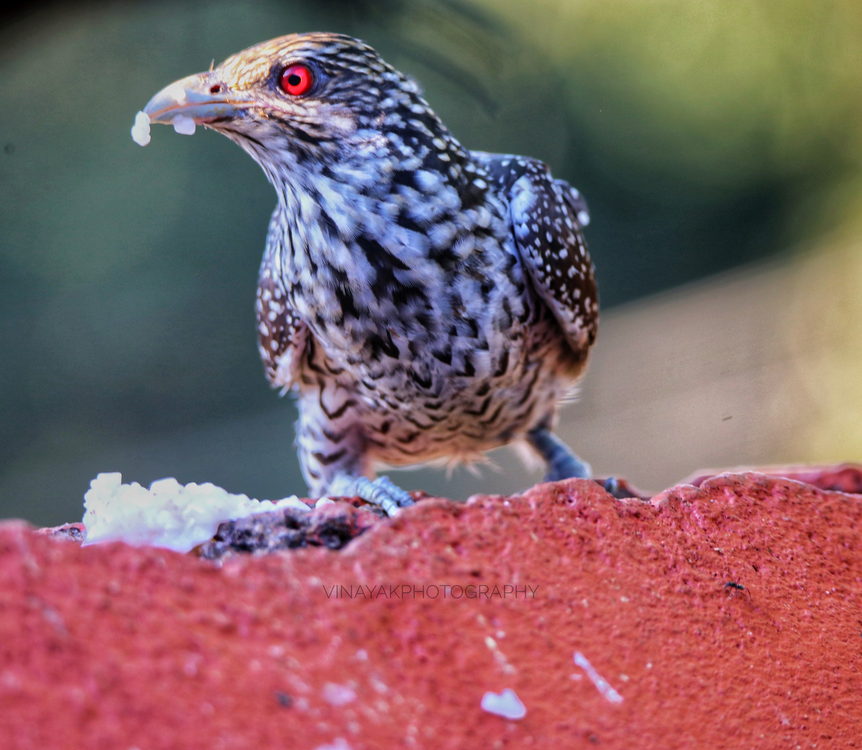 Asian koel