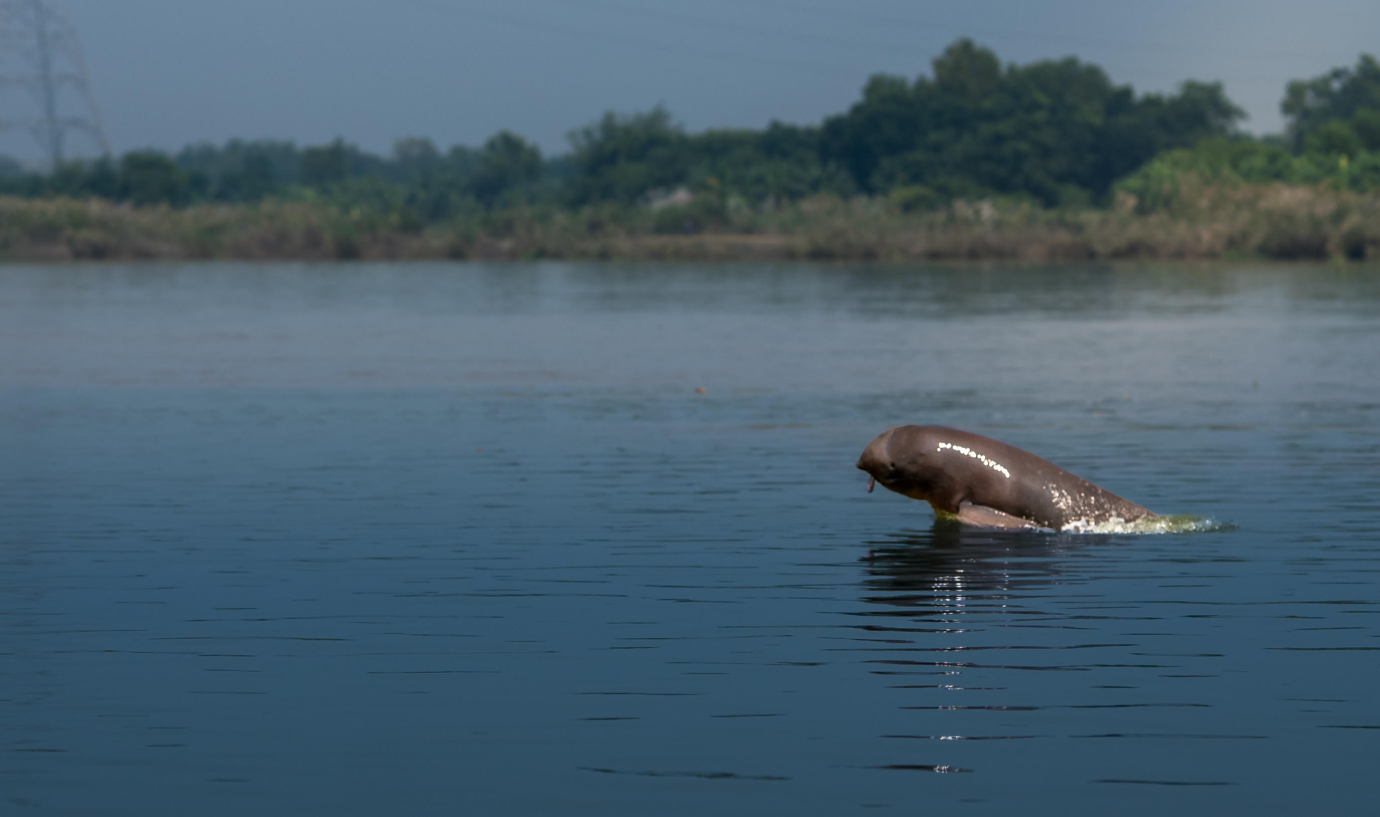 A Silent Cry from the Ganges