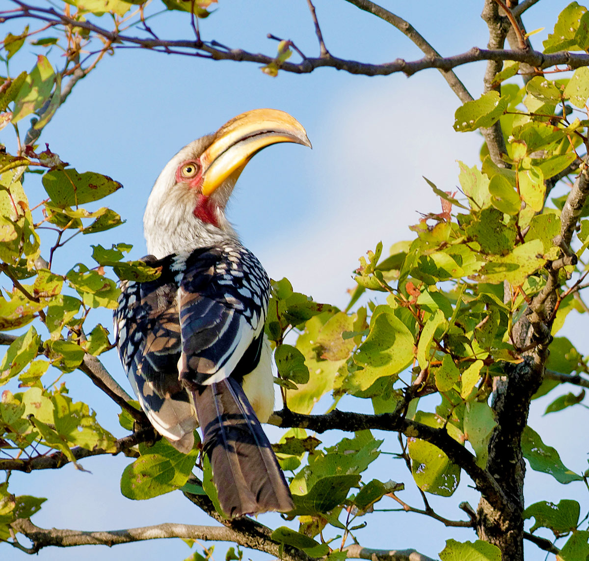 Southern yellow-billed hornbill @South Africa