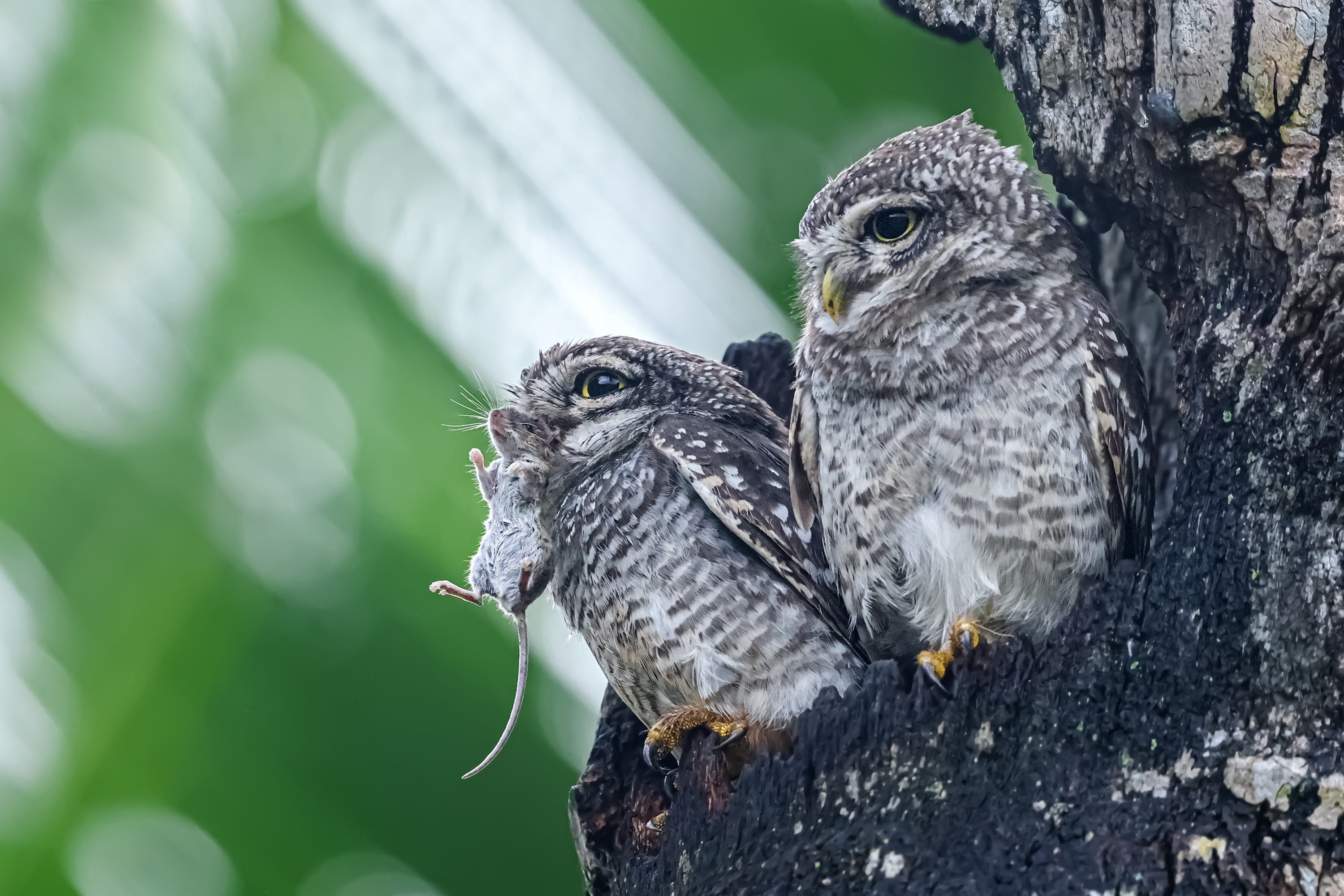 Guardians of the hollow