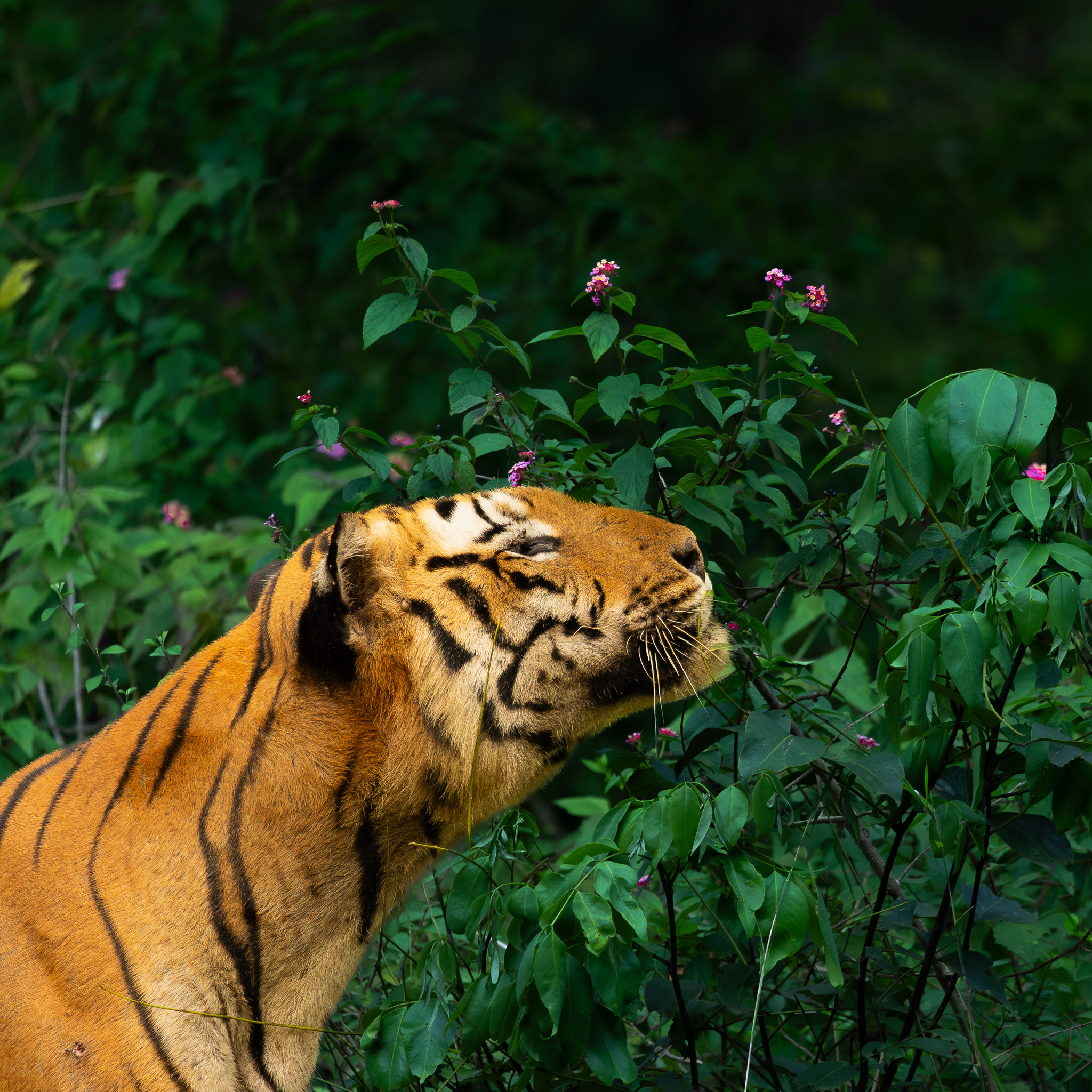 A dominant Tiger in its soft relaxed state