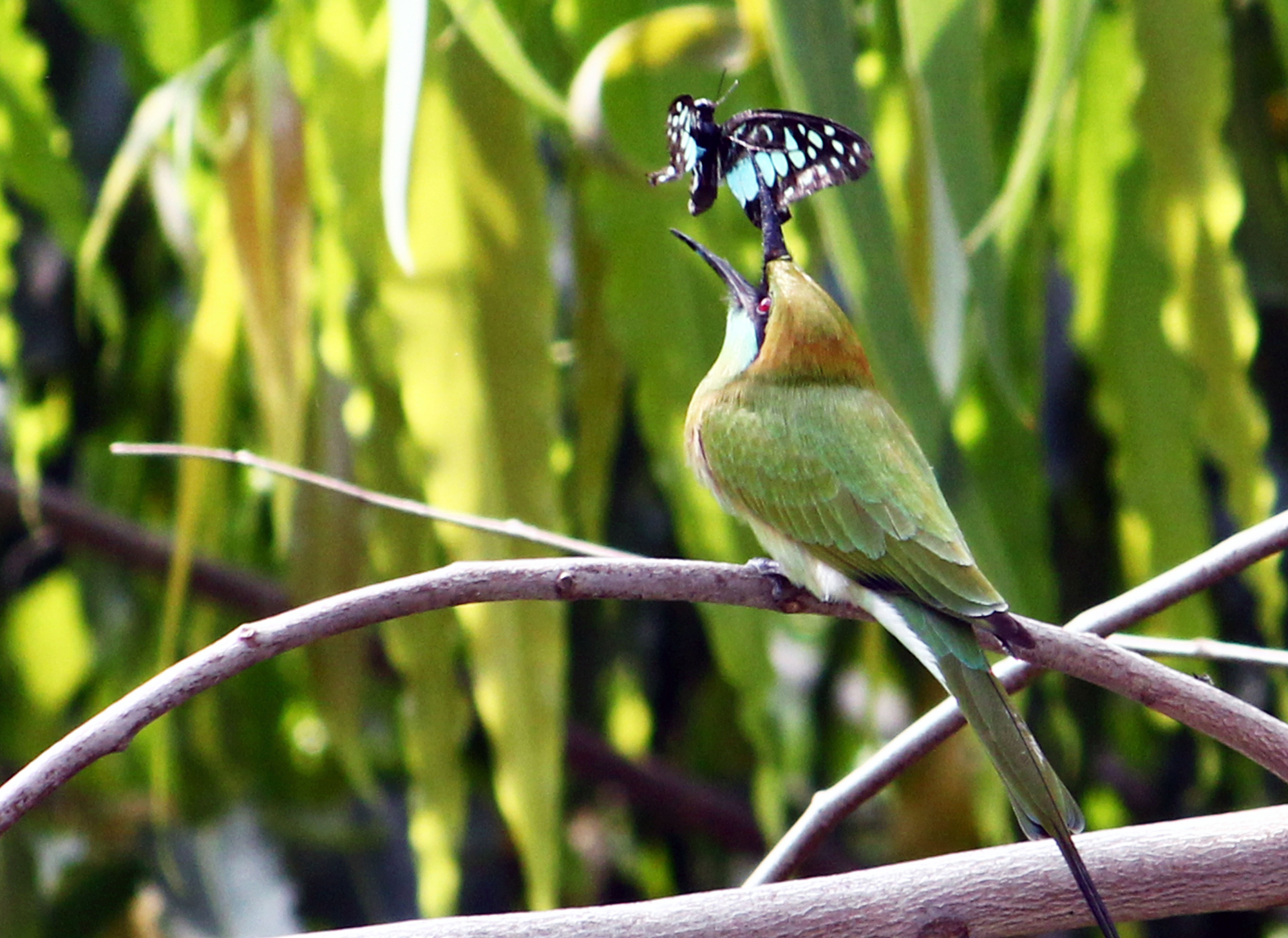 The Green Bee Eater  Tossing Prey