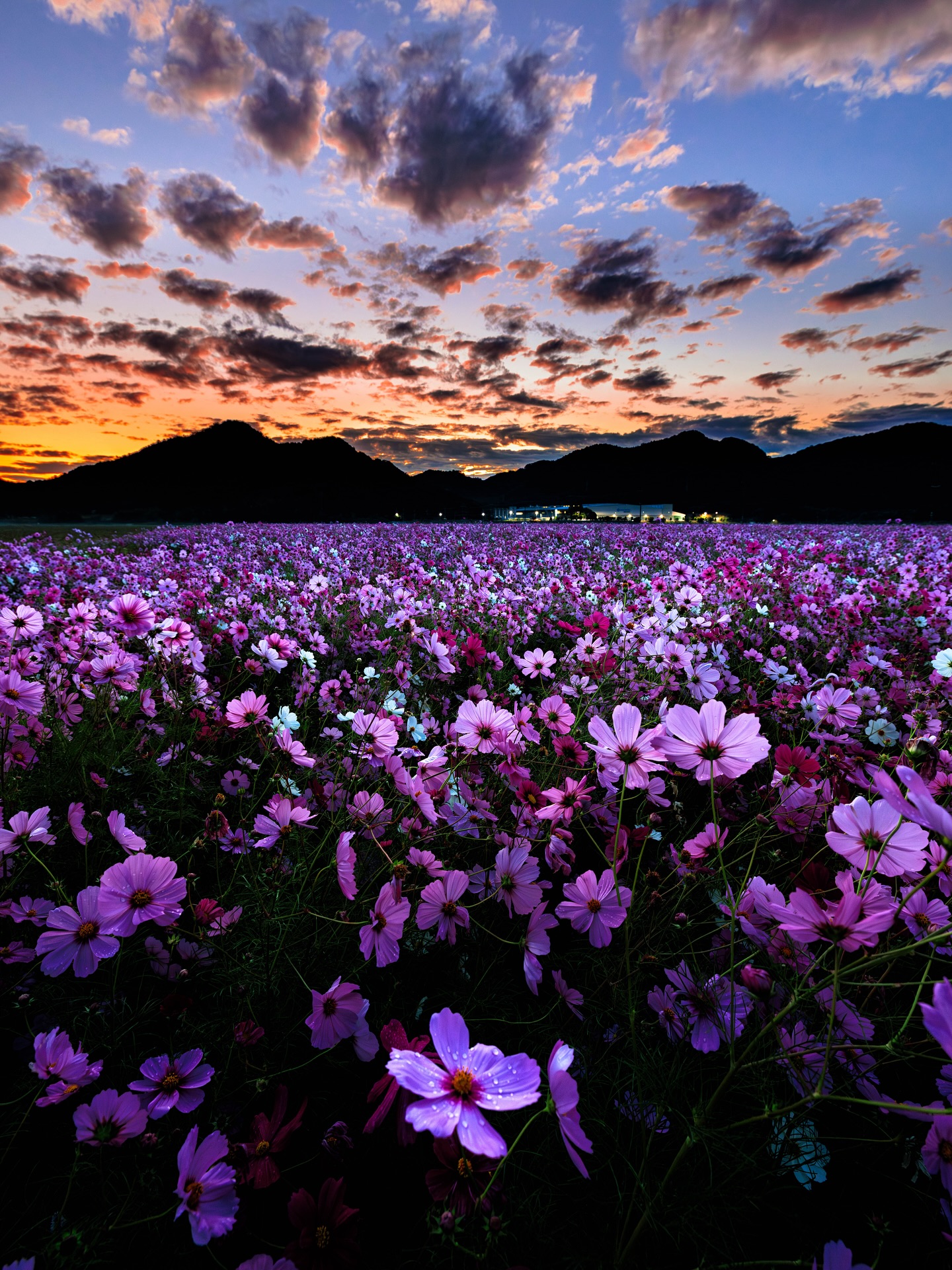 10月 佳作「馬場コスモス畑　（兵庫県）」