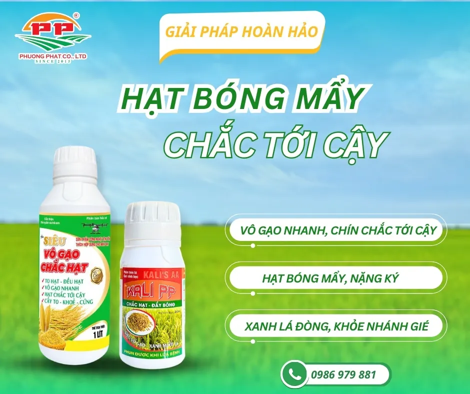 Giải pháp giúp lúa vô gạo nhanh – hạt sáng bóng, nặng ký vượt trội