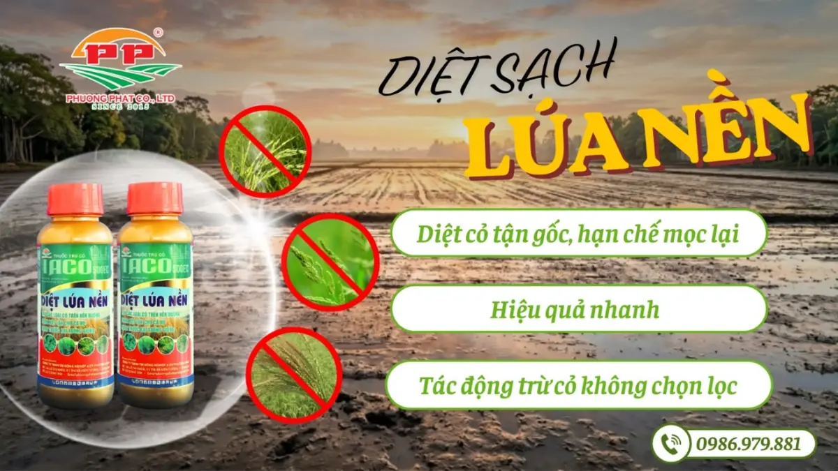 🌾 DIỆT LÚA NỀN - GIẢI PHÁP LÀM SẠCH RUỘNG TRƯỚC KHI XUỐNG GIỐNG