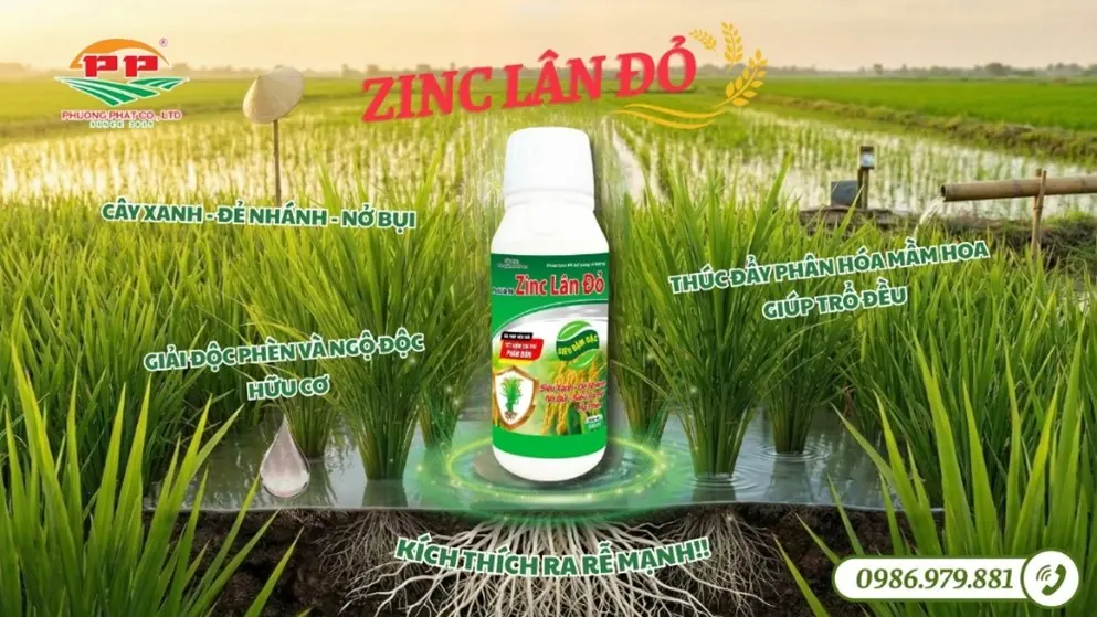 Lúa bị vàng lá, nghẹt rễ: phân biệt ngộ độc phèn và ngộ độc hữu cơ, cách xử lý hiệu quả