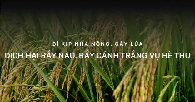 Rầy Phấn Trắng (Aleurocybotus indicus) - Dịch Hại Nguy Hiểm Khó Phòng Trị Trên Lúa Vụ Hè Thu