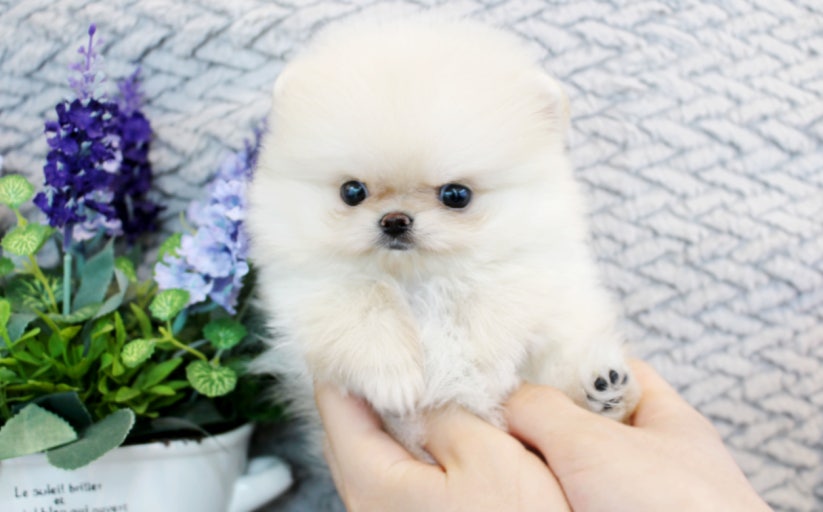 Pomeranian