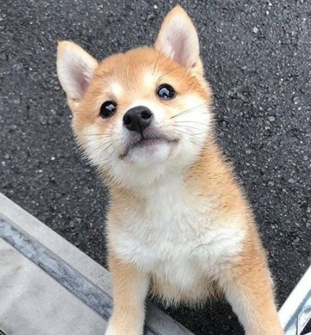 Shiba Inu