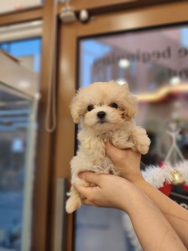 Maltipoo
