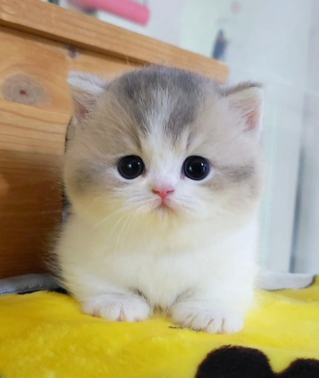 Munchkin Cat