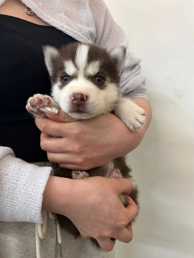 Siberian Husky